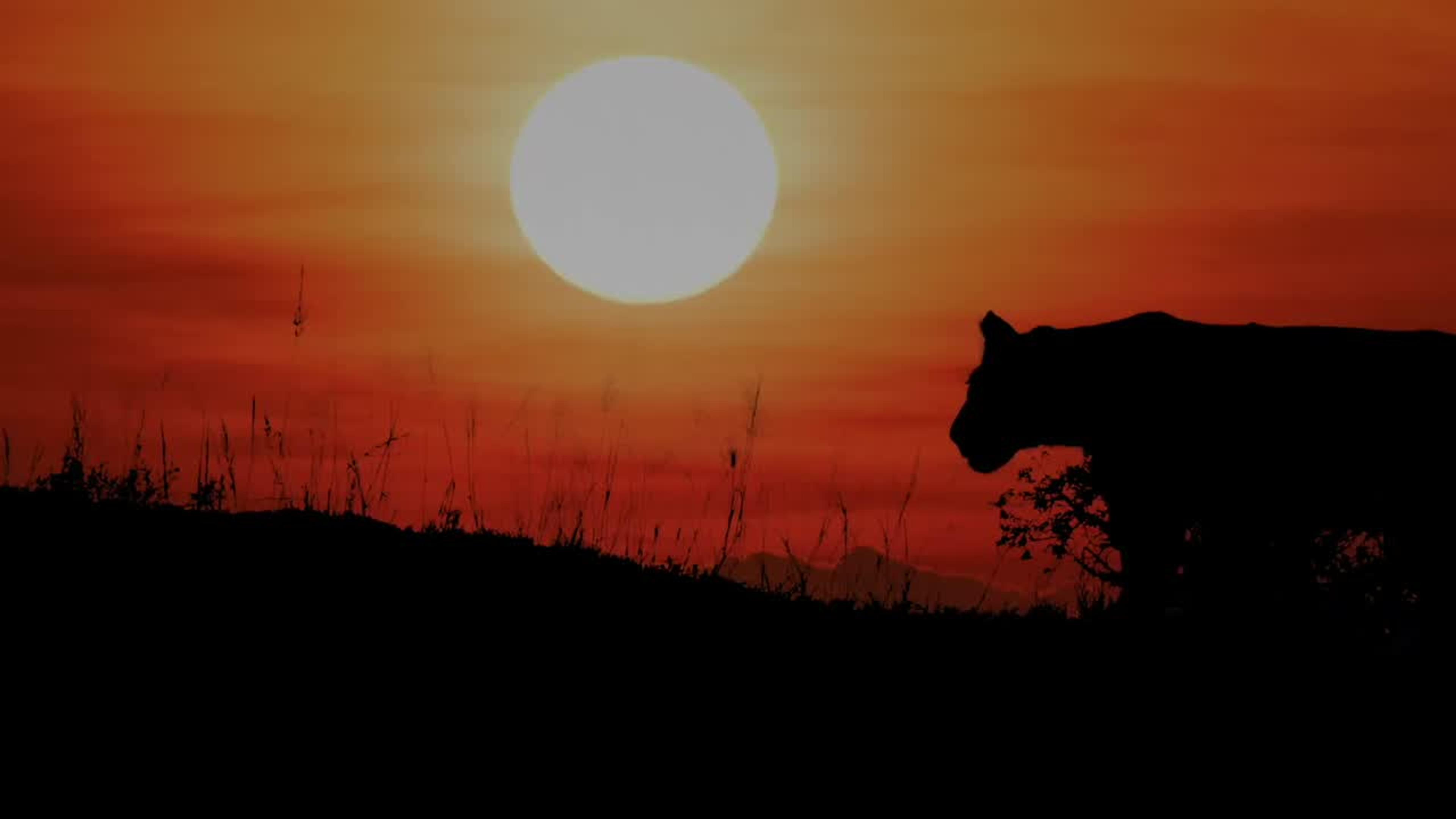 Safari in the Shamwari game reserve