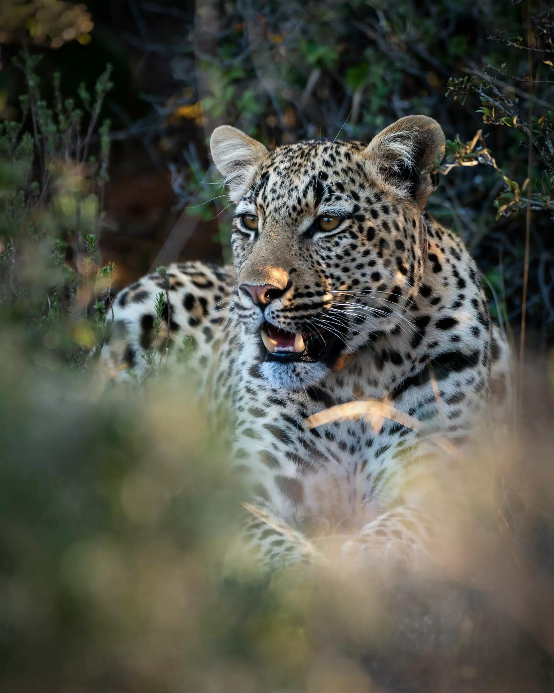 Wildlife in the Shamwari game reserve