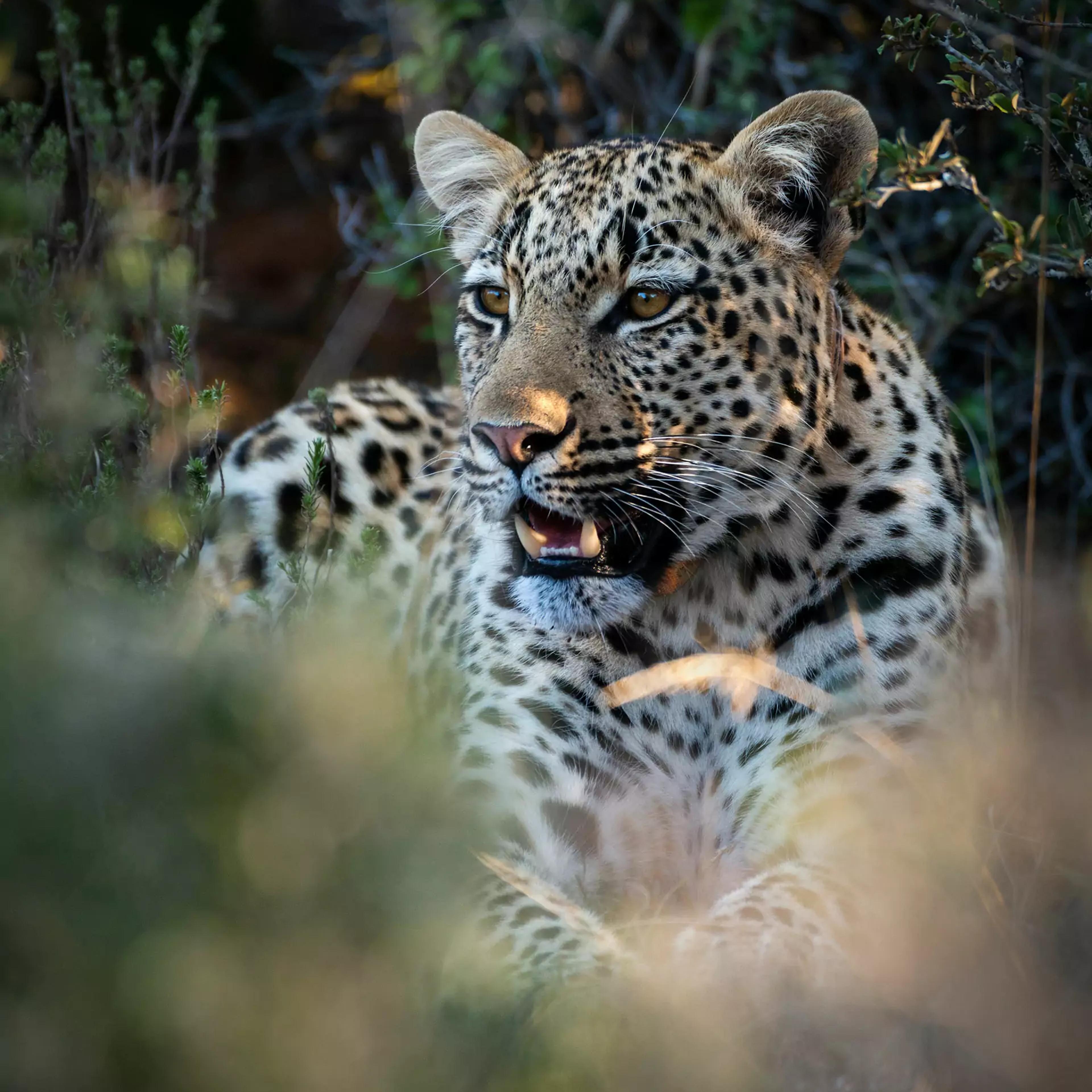 Wildlife in the Shamwari game reserve