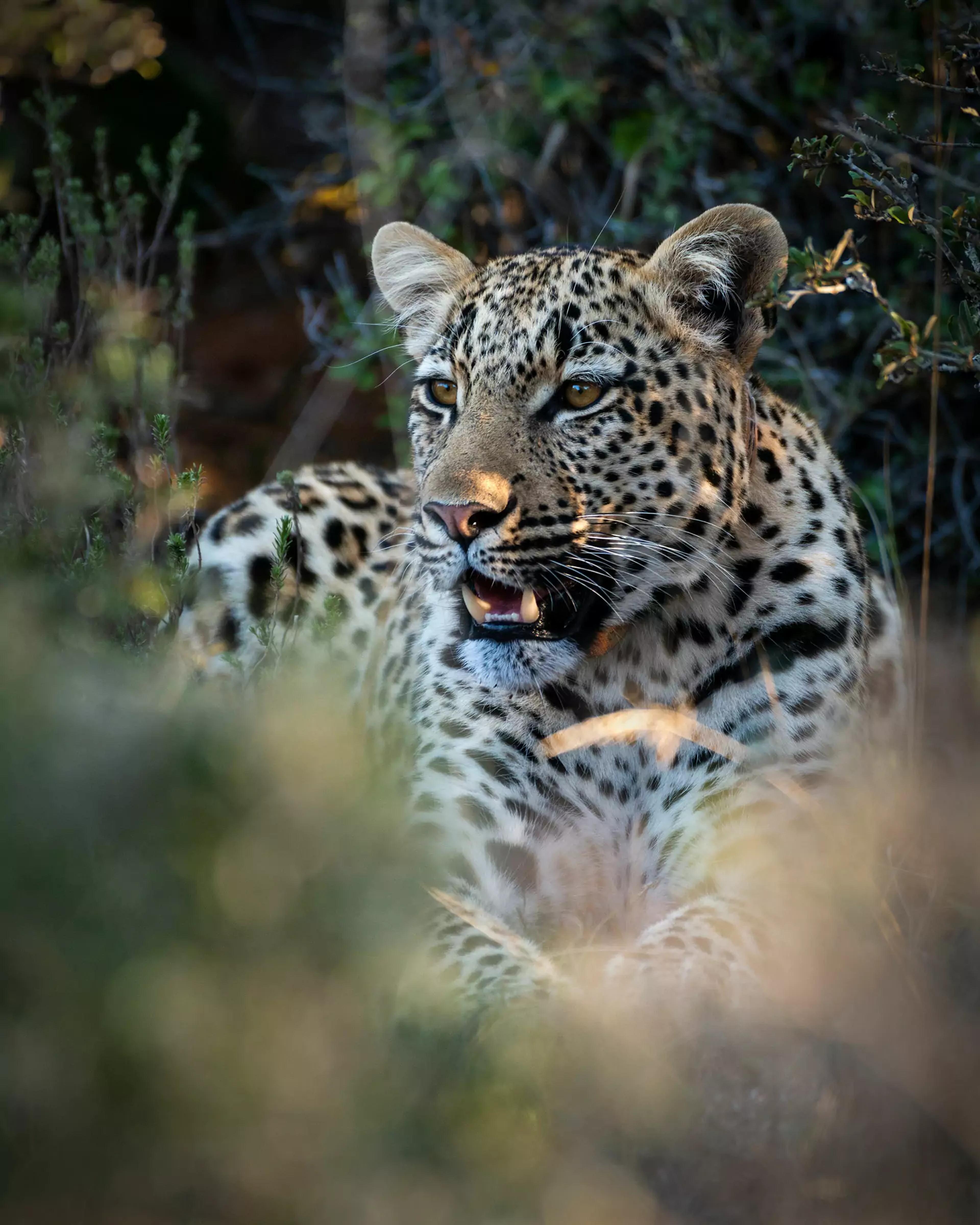 Wildlife in the Shamwari game reserve