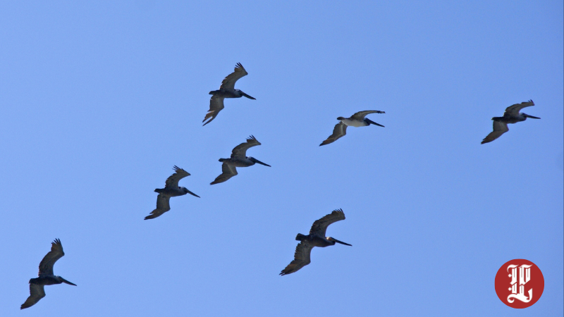 Pelikan Sürüsü Görüntülendi