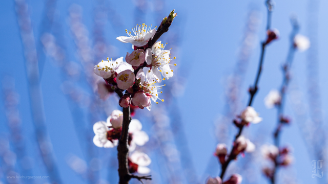 Lüleburgaz’da havaların mevsim normallerinin üzerinde seyretmesiyle birlikte bazı meyve ağaçları erken çiçek açmaya başladı.