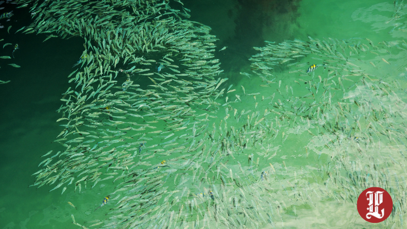 İç Sulara 1 Milyonun Üzerinde Balık Bırakıldı