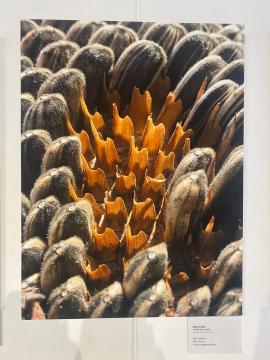 Kaş’ta Lüleburgaz’a Rastlamak