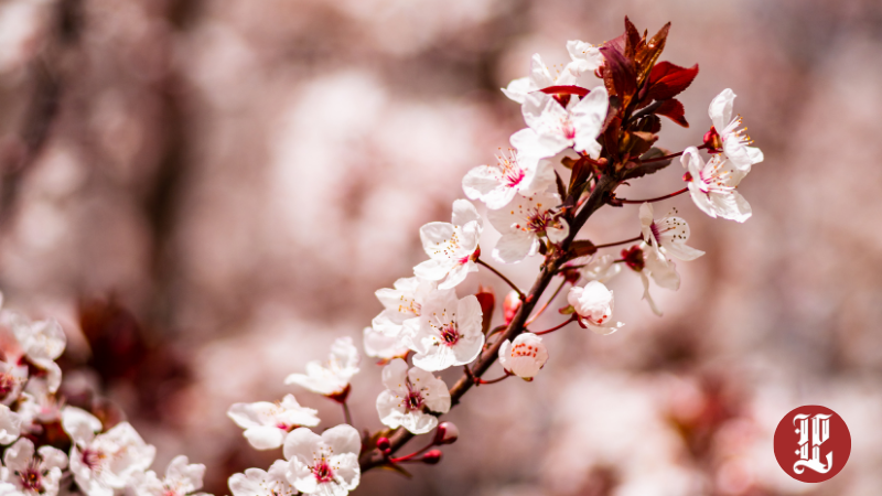 Nevruz İçin Resmi Tatil Gündemde