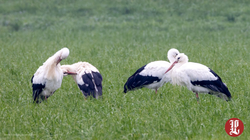 Leylekler Vize’de Mola Verdi