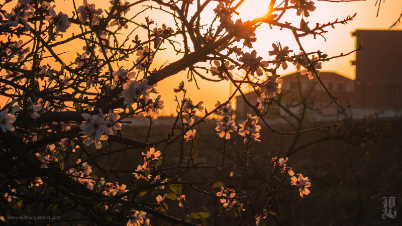 Lüleburgaz’da Ağaçlar Çiçek Açmaya Başladı