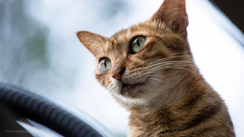 Kediler Kanser Tedavisinde Yeni Kapılar Açabilir