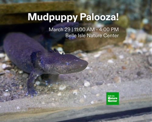 Mudpuppy Palooza