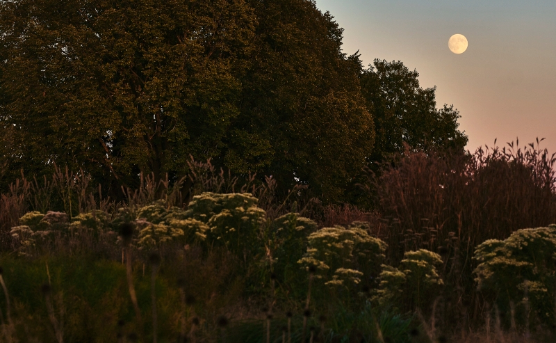 Belle Isle Conservancy