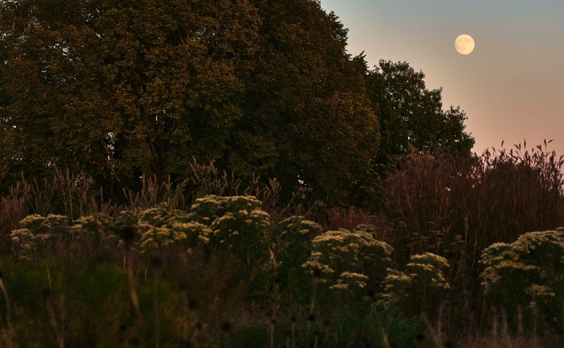 Belle Isle Conservancy