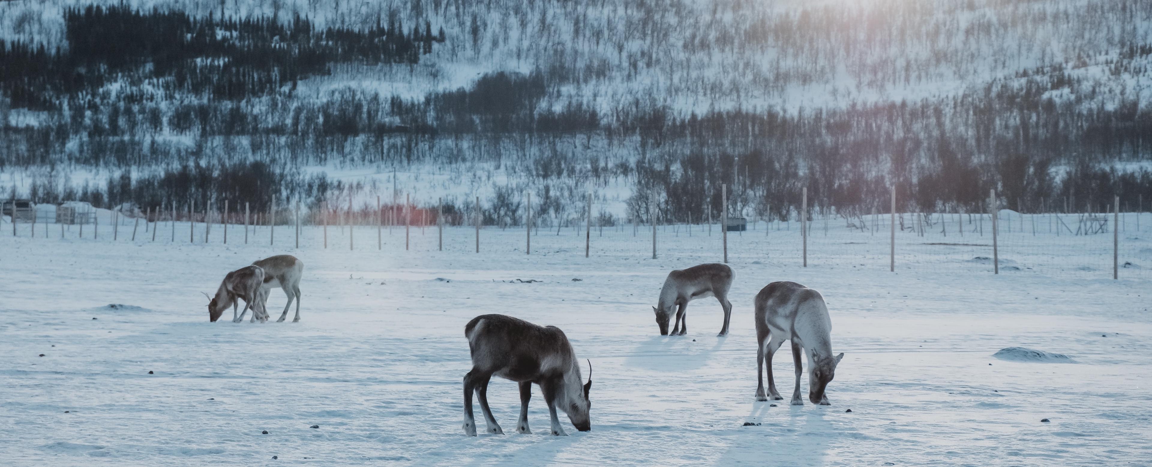 Flokk med reinsdyr som beiter i snøen foran snøkledde fjellsider.