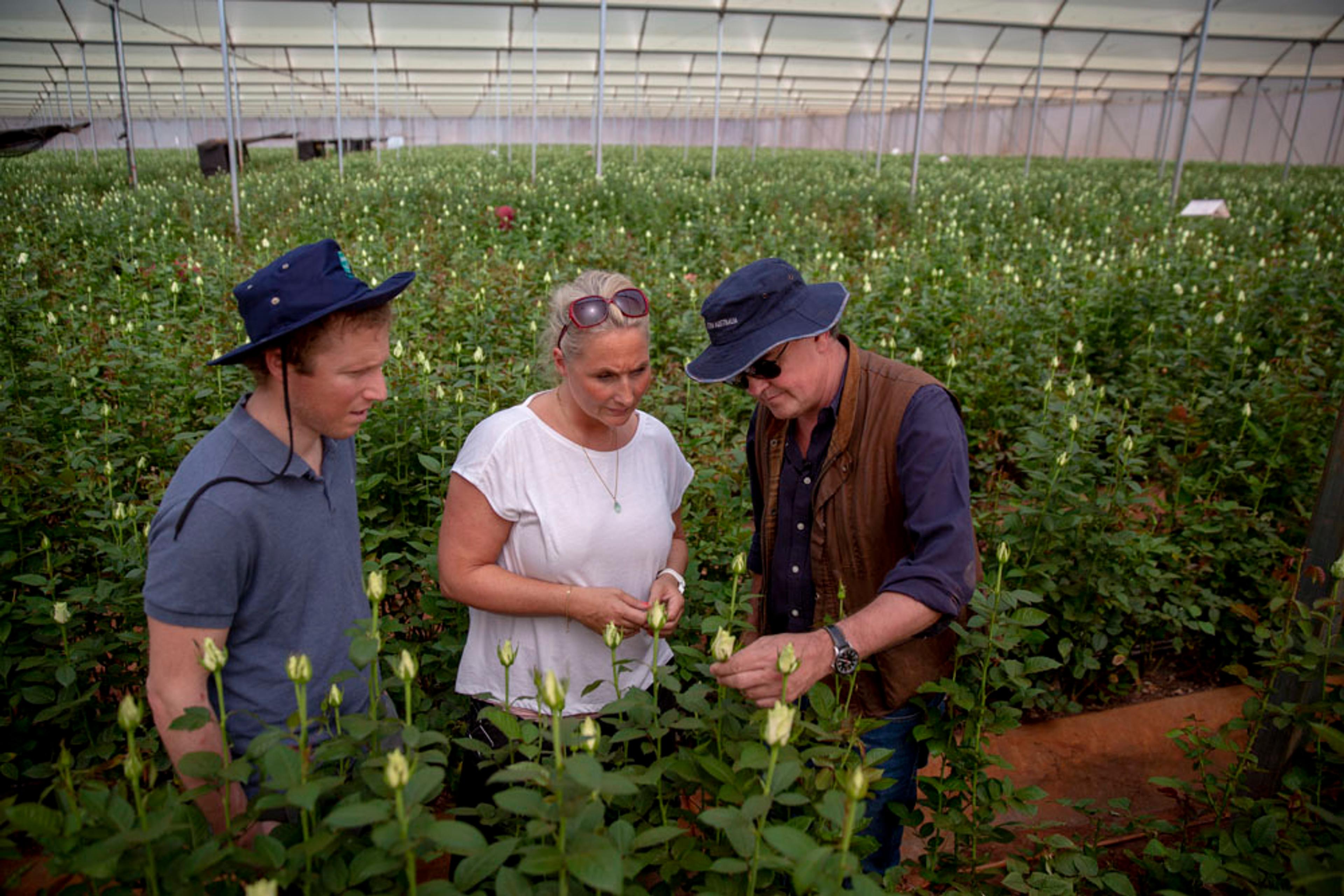 tre personer som ser på roser på en plantasje
