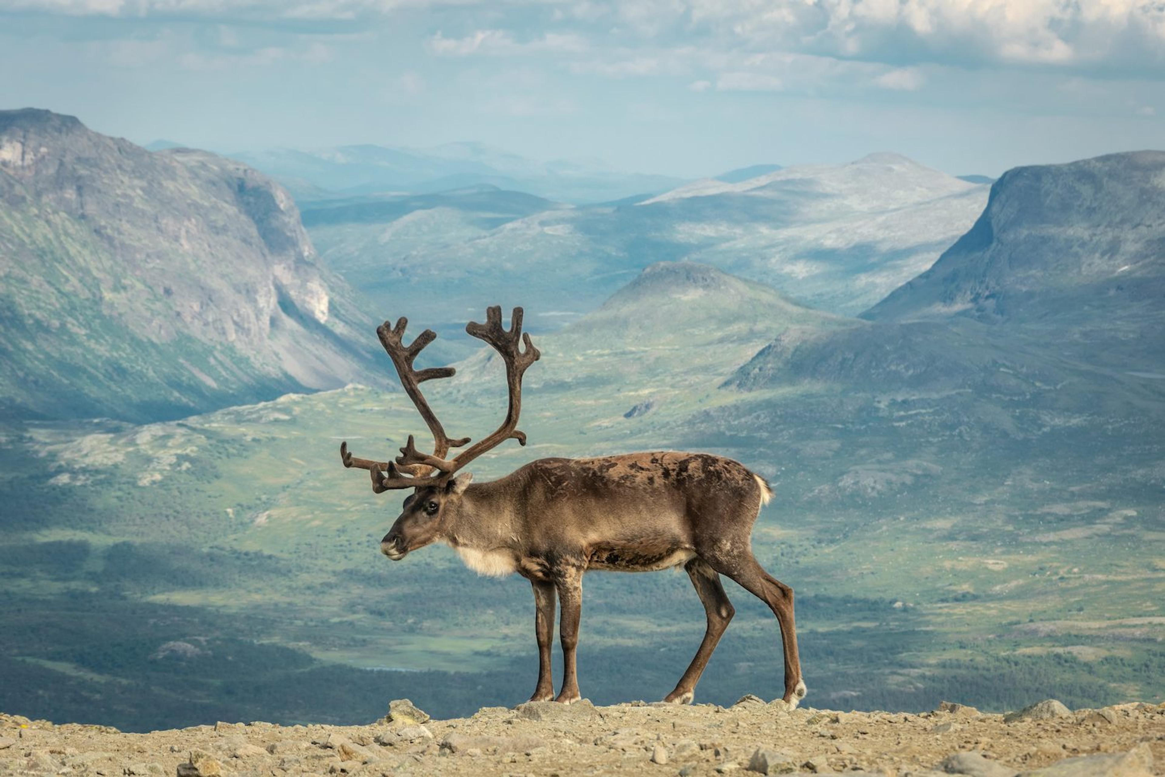Reinsdyr på en fjelltopp med utsikt over grønne fjelldaler.