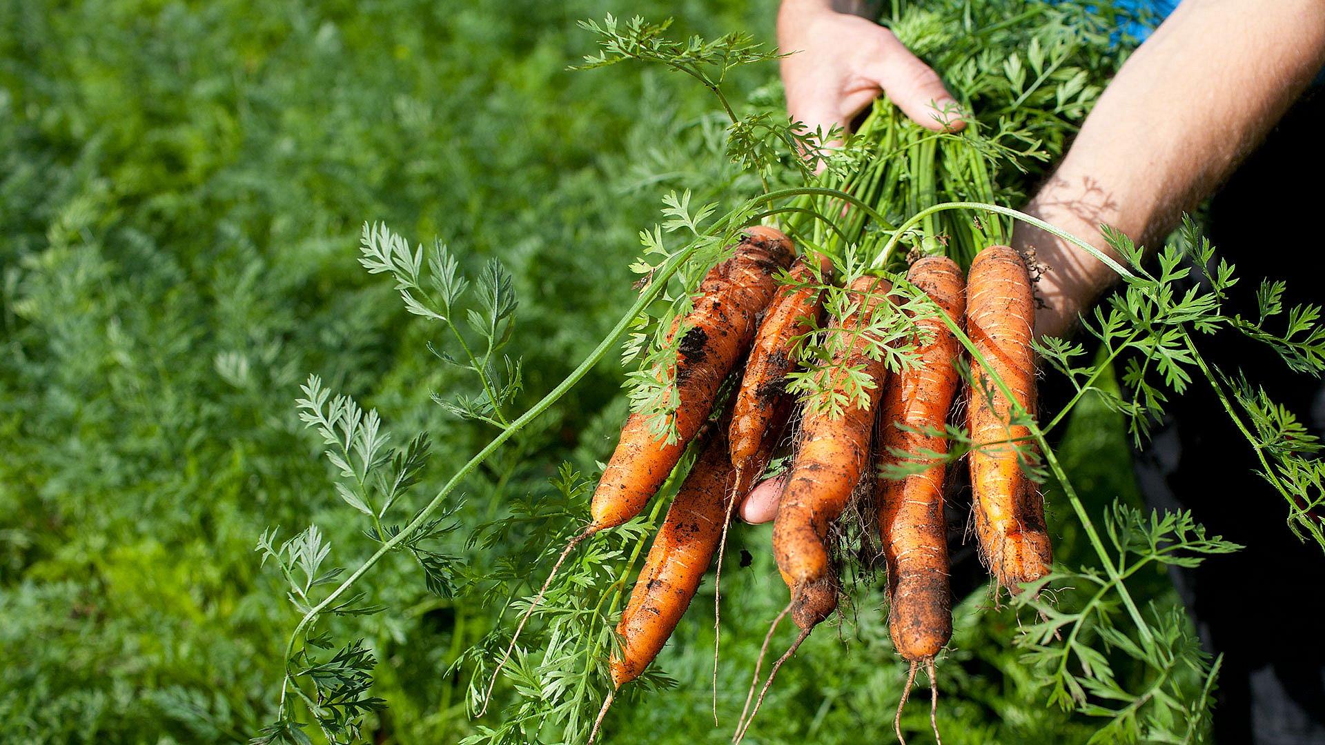 Bilde av bunt med gulrot rett fra åkeren