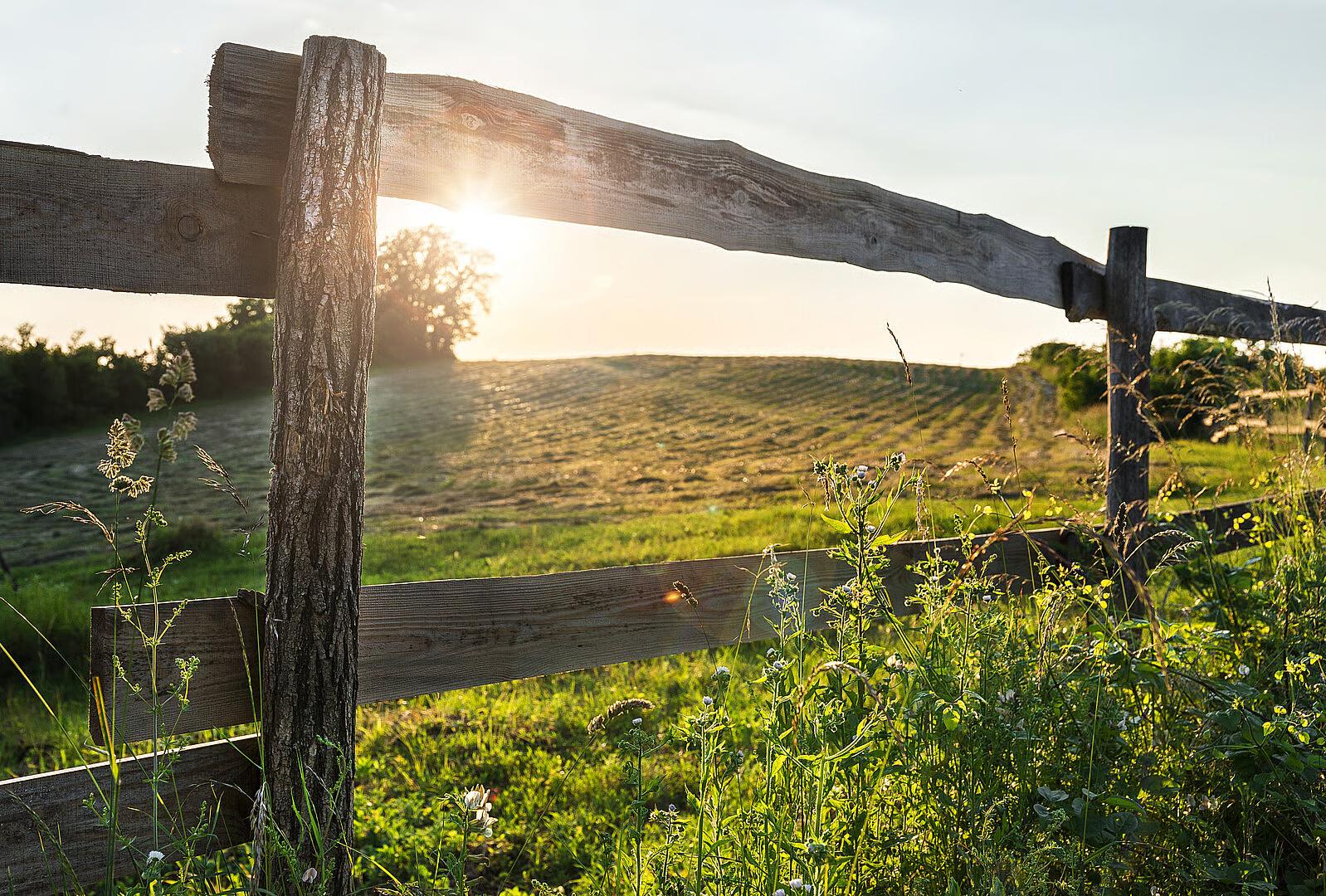 Gjerde i motlys, med sol og villblomster i forgrunnen og et åkerlandskap i bakgrunnen.