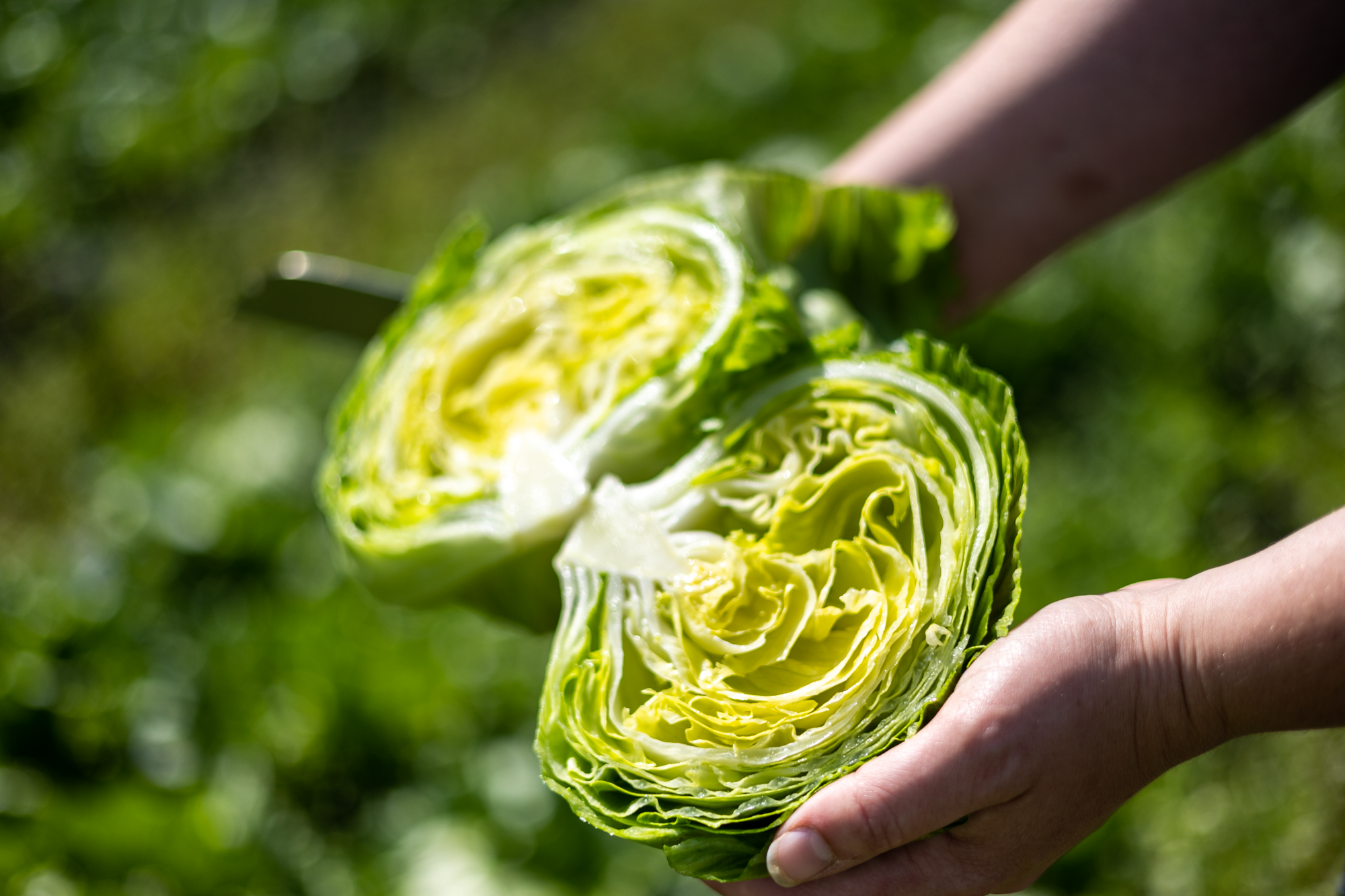 isbergsalat som blir holdt åpen etter at den er kuttet på midten