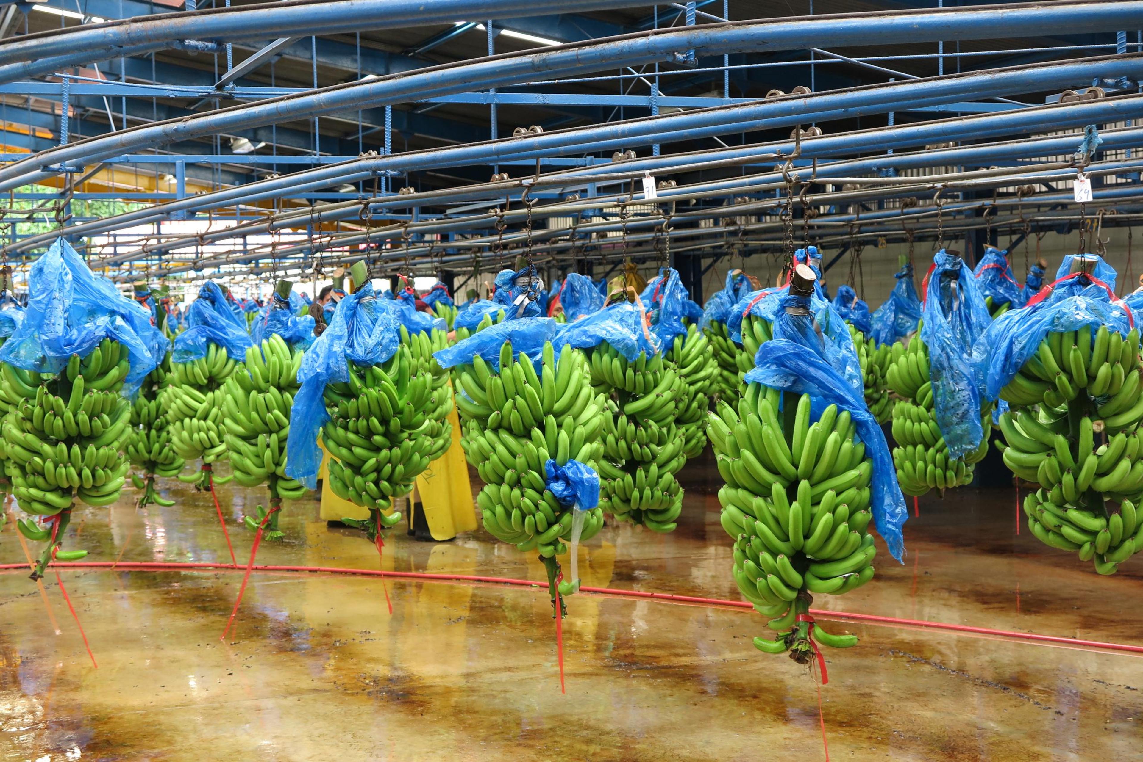 Bilde fra inne på banan- og ananasplantasjen
