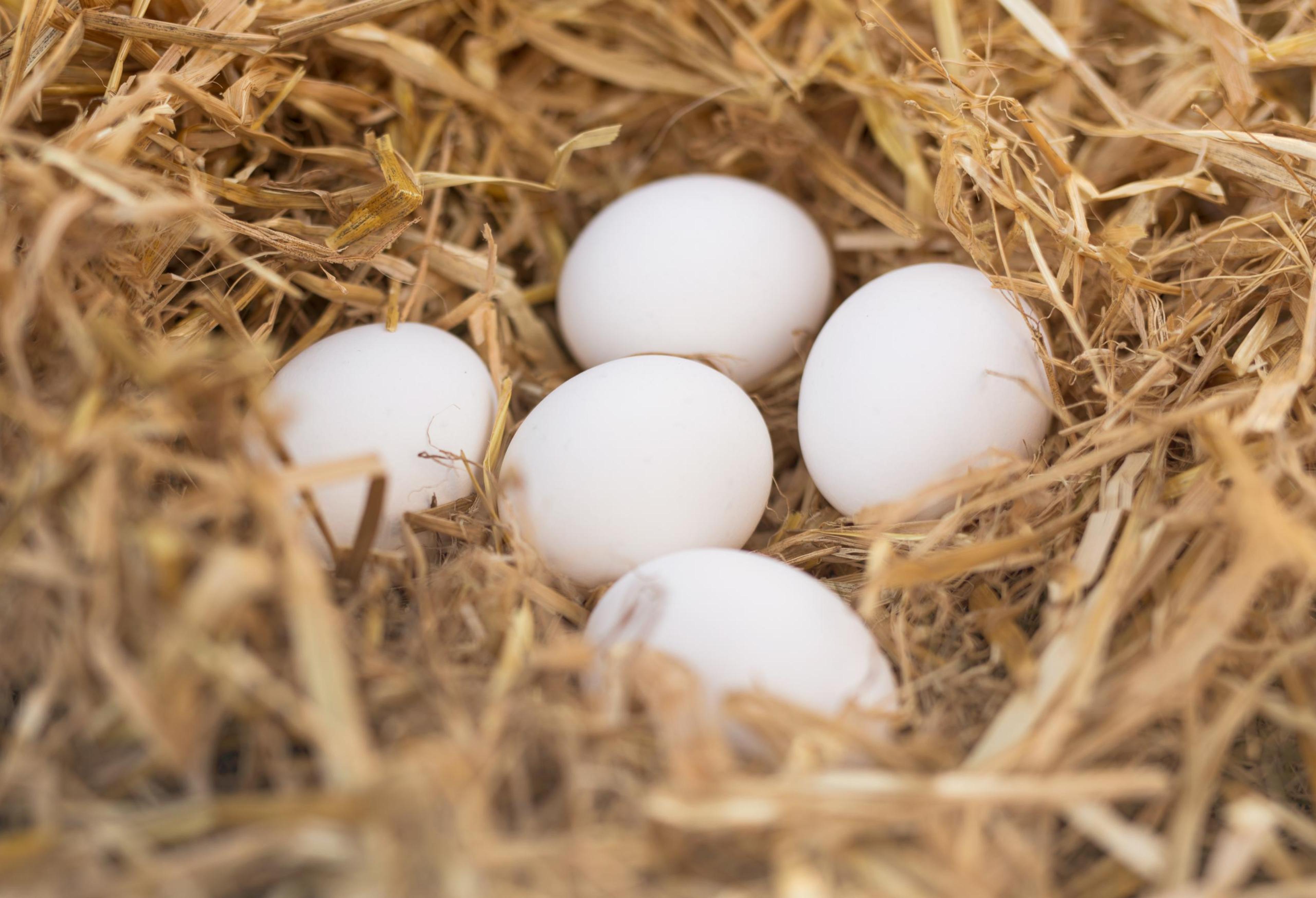 BIlde av tre egg som ligger på strå