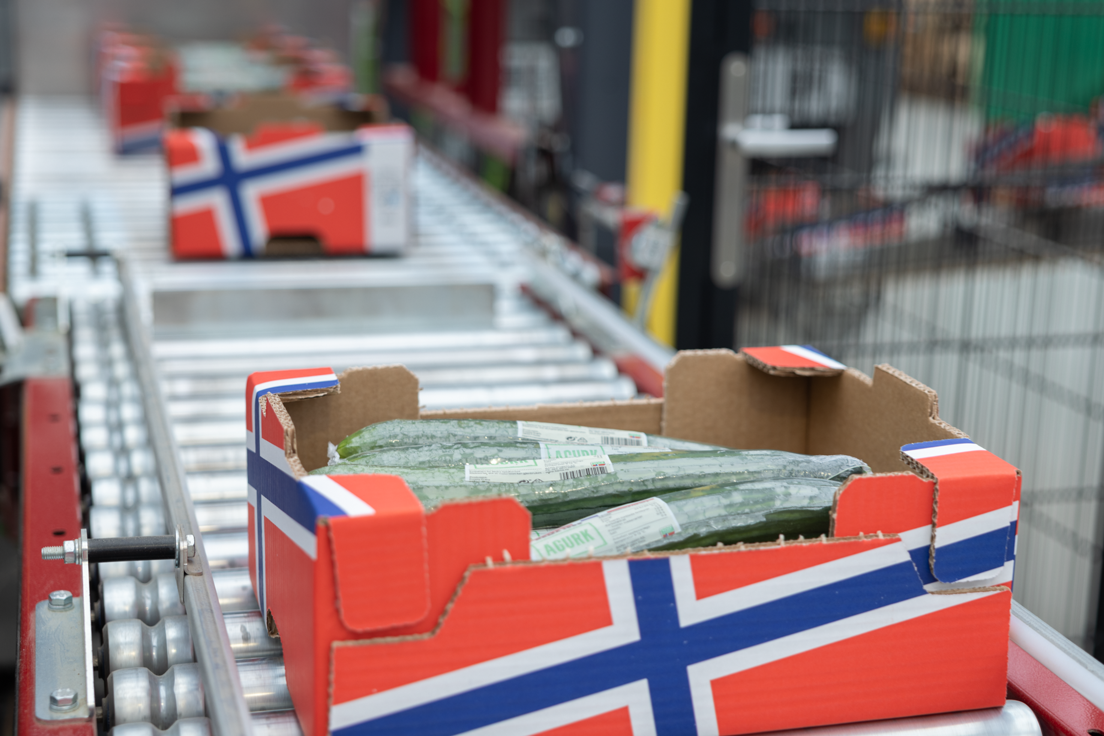 norsk agurk på samlebånd fra frosta