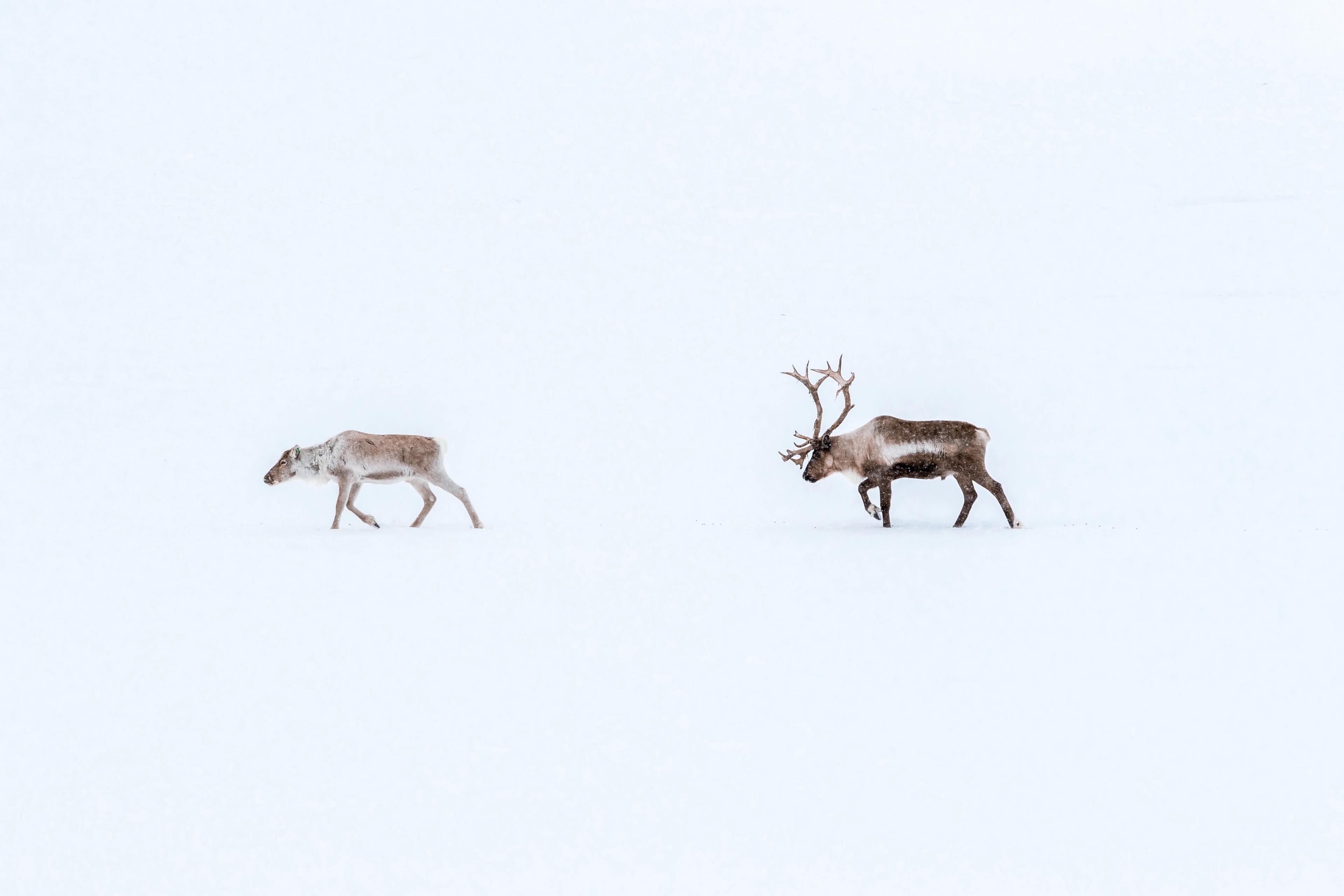 To reinsdyr går over en snødekt slette i vinterlandskap.