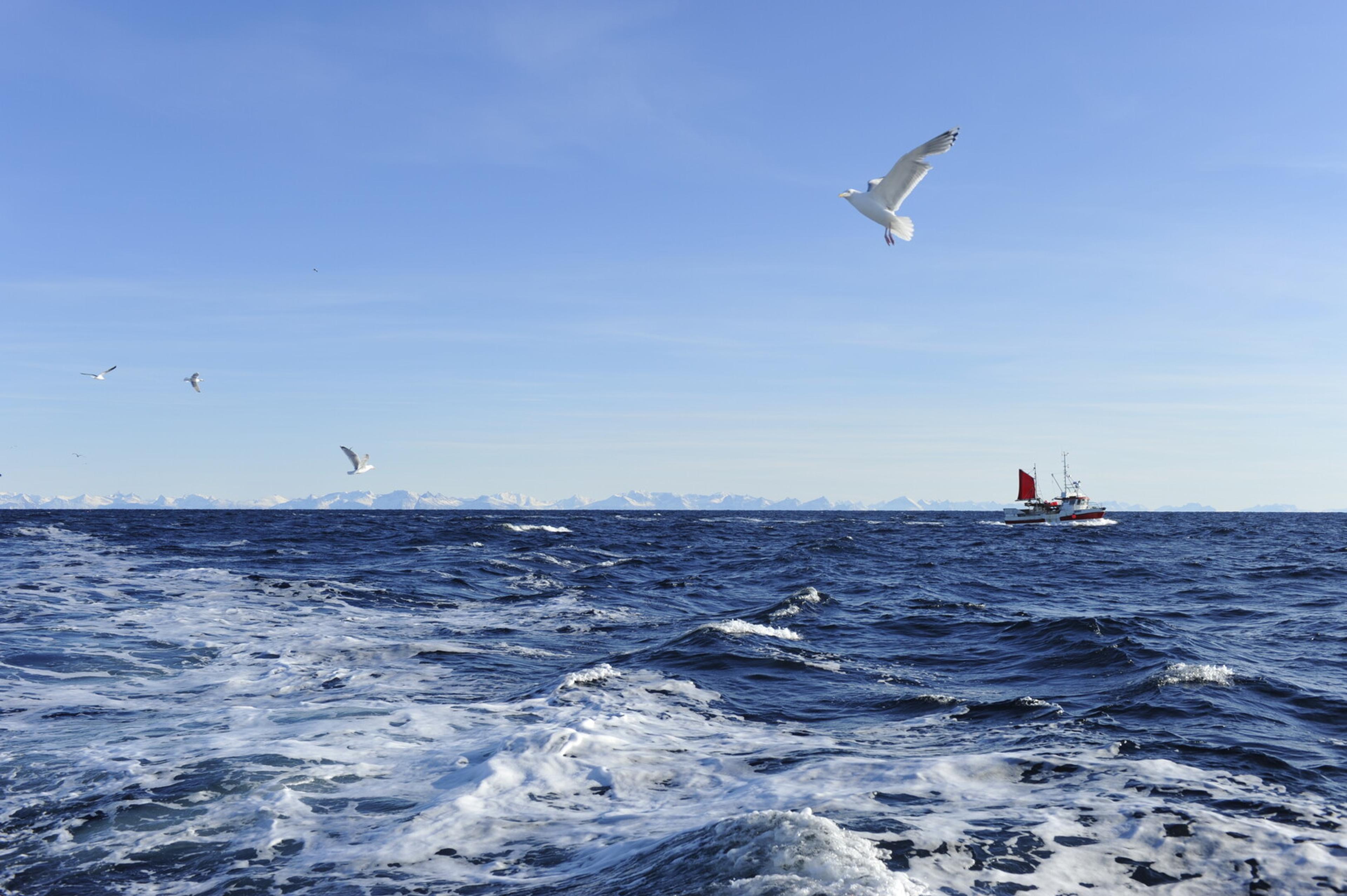 ute på havet, szer fjell i horisonten og måker som sirkulerer rundt en fiskebåt