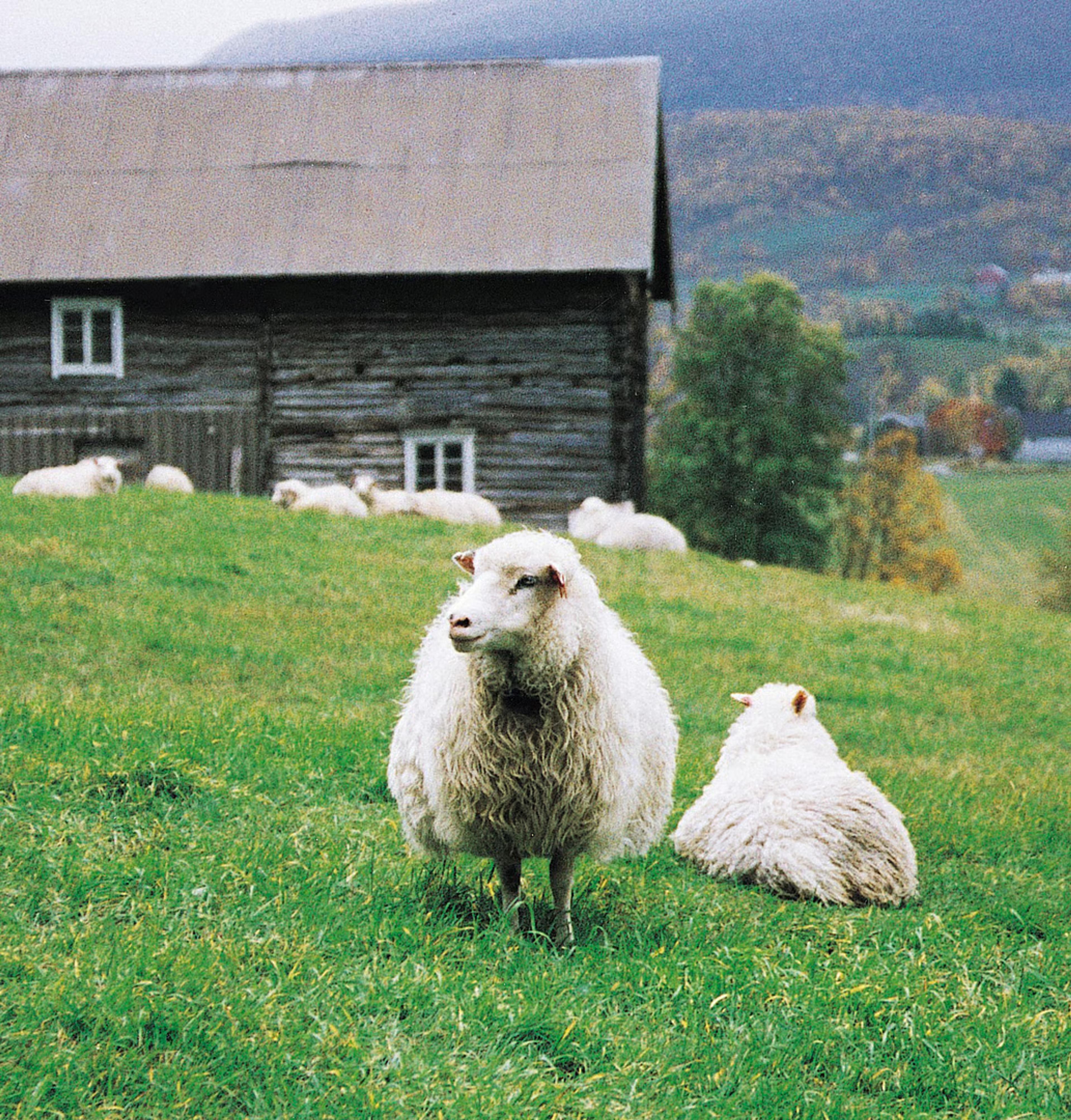 Sauer på en grønn slette ved et gammelt tømmerhus, med fjell i bakgrunnen.