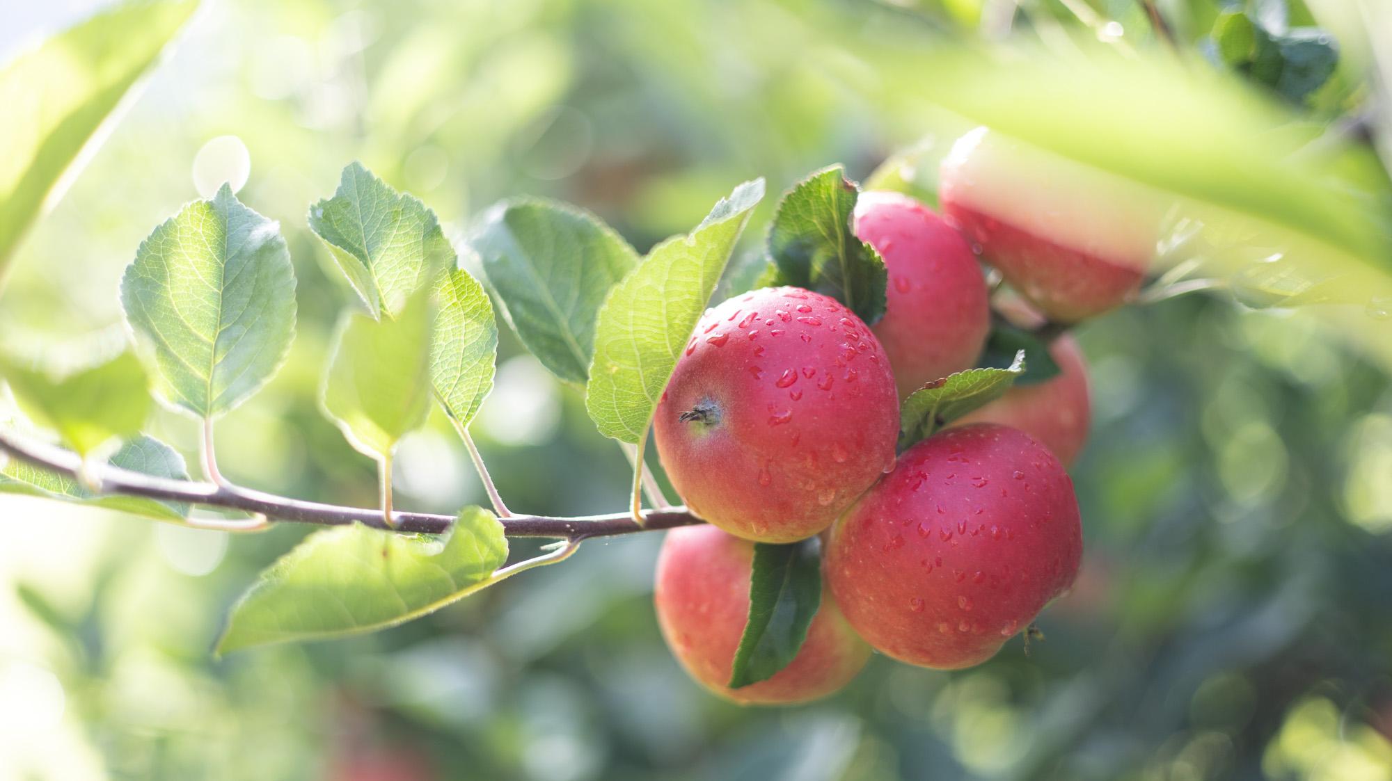epler henger på en grein med sollys skinnende på dem