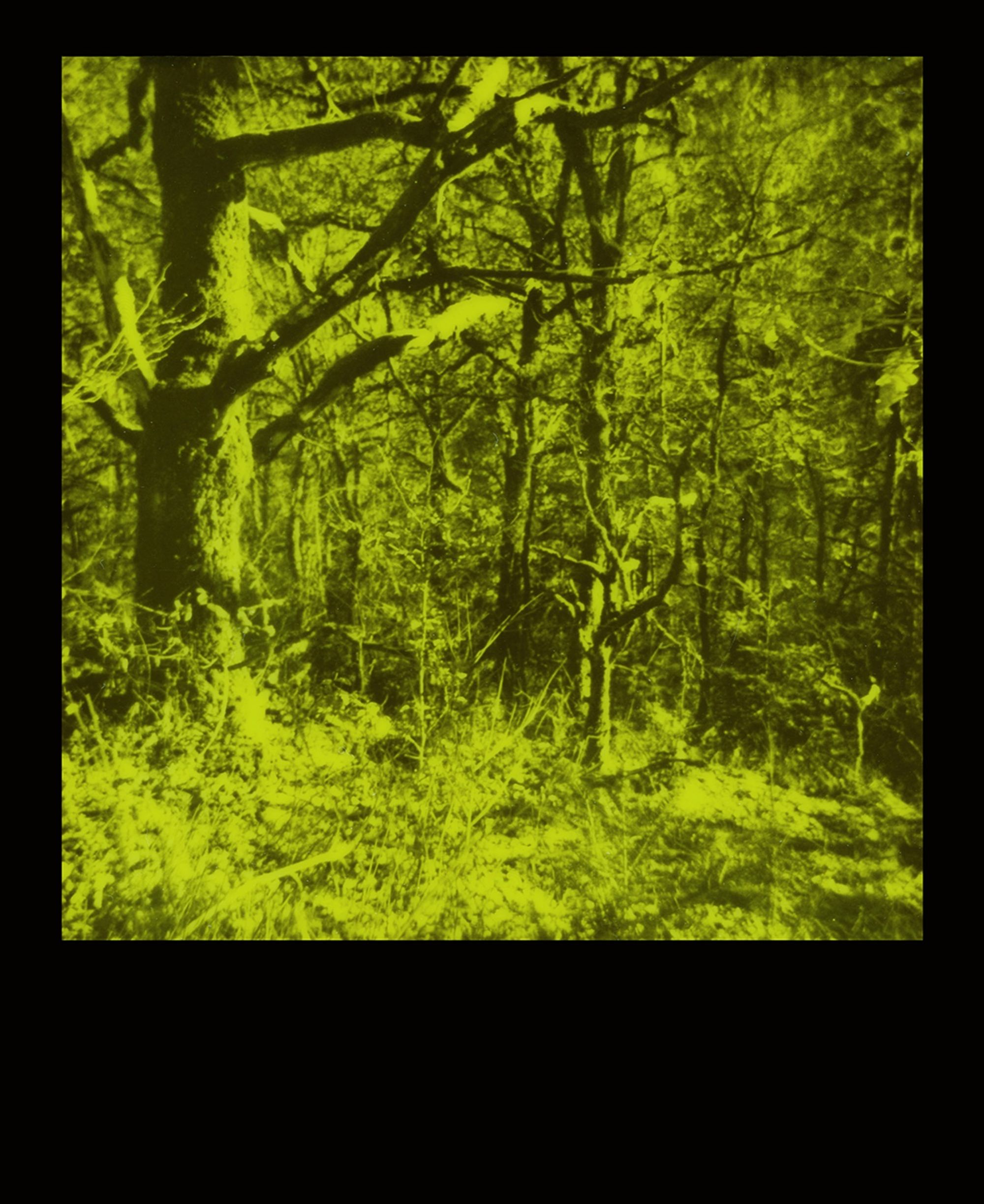 Unsettling Landscapes (Polaroid)