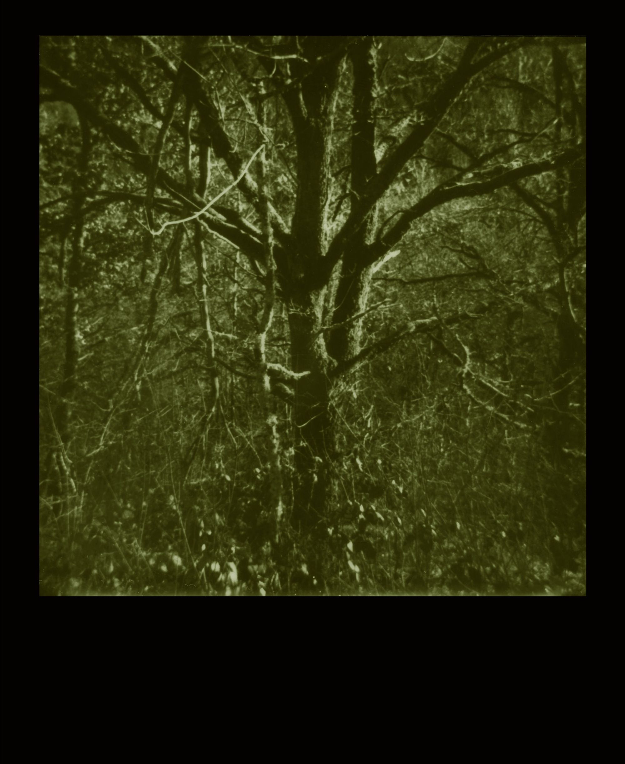 Unsettling Landscapes (Polaroid)
