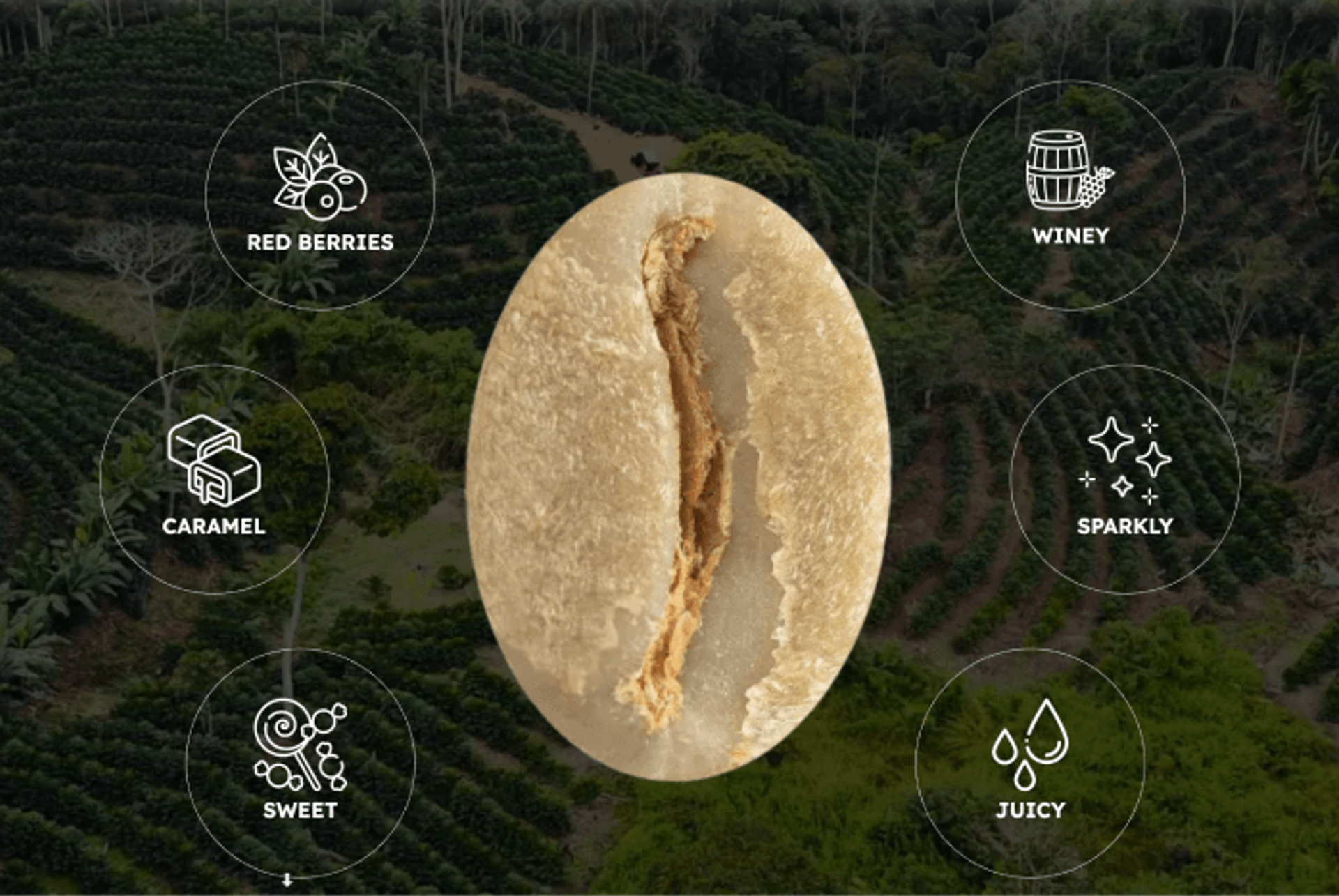 The complexity of flavors in unroasted green coffee (from 88 Graines)