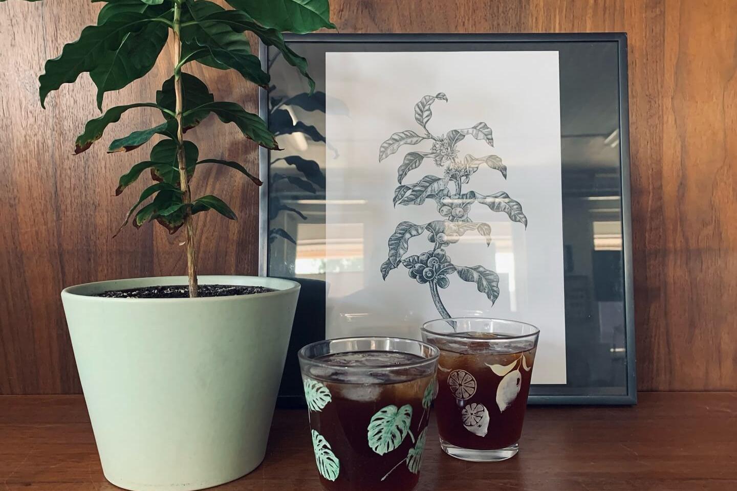 Coffea Circulor