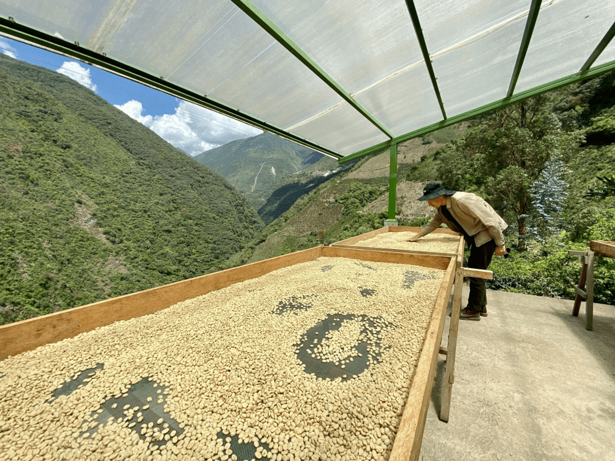 Drying beds for coffee beans (Coffee Collective)