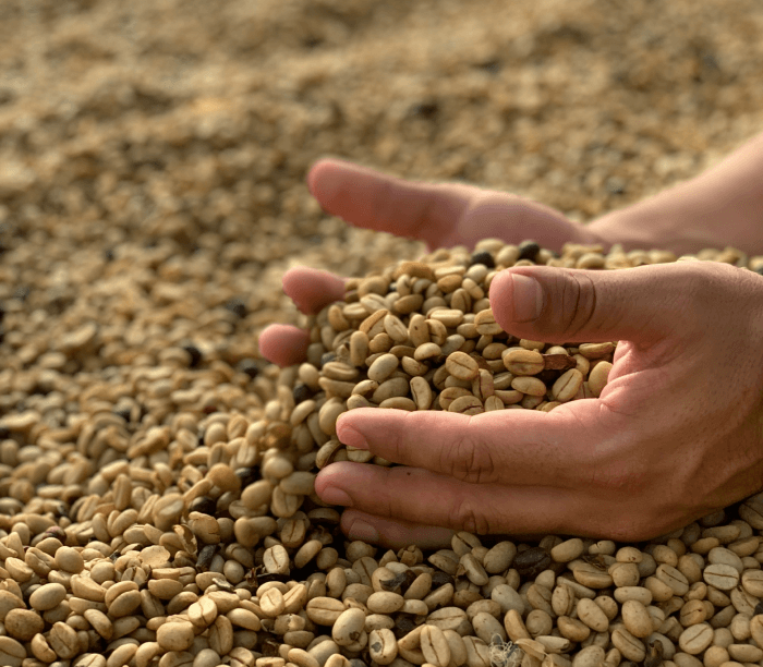 Green coffee right after harvesting