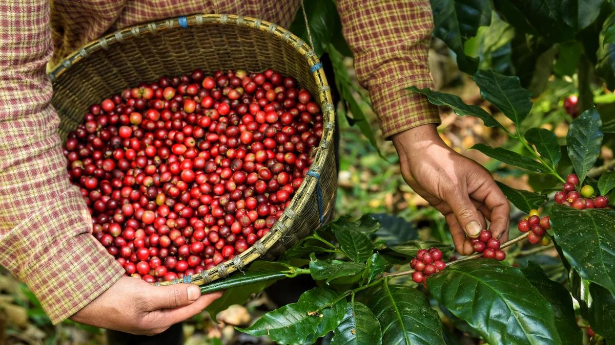 Milligram Coffee Roasters