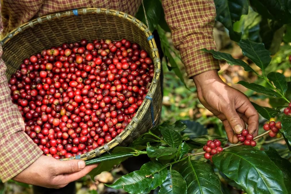 Milligram Coffee Roasters