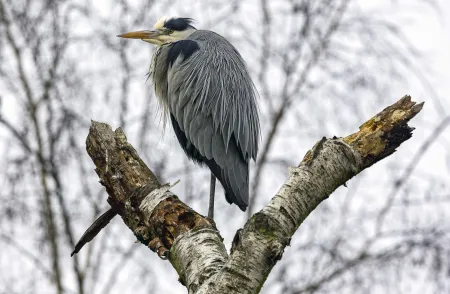 grey heron​​​​‌﻿‍﻿​‍​‍‌‍﻿﻿‌﻿​‍‌‍‍‌‌‍‌﻿‌‍‍‌‌‍﻿‍​‍​‍​﻿‍‍​‍​‍‌﻿​﻿‌‍​‌‌‍﻿‍‌‍‍‌‌﻿‌​‌﻿‍‌​‍﻿‍‌‍‍‌‌‍﻿﻿​‍​‍​‍﻿​​‍​‍‌‍‍​‌﻿​‍‌‍‌‌‌‍‌‍​‍​‍​﻿‍‍​‍​‍​‍﻿﻿‌‍​‌‌‍‌​‌‍﻿‌‌‍‍‌‌‍﻿‍​‍﻿﻿‌‍‍‌‌‍﻿‍‌﻿‌​‌‍‌‌‌‍﻿‍‌﻿‌​​‍﻿﻿‌‍‌‌‌‍‌​‌‍‍‌‌﻿‌​​‍﻿﻿‌‍﻿‌‌‍﻿﻿‌‍‌​‌‍‌‌​﻿﻿‌‌﻿​​‌﻿​‍‌‍‌‌‌﻿​﻿‌‍‌‌‌‍﻿‍‌﻿‌​‌‍​‌‌﻿‌​‌‍‍‌‌‍﻿﻿‌‍﻿‍​﻿‍﻿‌‍‍‌‌‍‌​​﻿﻿‌​﻿​​​﻿​​​﻿​​‌‍‌‍‌‍‌‌​﻿​﻿‌‍‌‍​﻿​​​‍﻿‌​﻿‌​​﻿‌‌​﻿​​​﻿‍​​‍﻿‌​﻿‌​​﻿‌‍​﻿​‌​﻿‍​​‍﻿‌‌‍​‌​﻿‌​​﻿‌﻿‌‍‌‌​‍﻿‌​﻿‌​​﻿‌‌​﻿​‍‌‍​‍​﻿‍‌​﻿​﻿​﻿​‍​﻿​‌​﻿‍​​﻿‌‌​﻿​﻿‌‍​‍​﻿‍﻿‌﻿‌​‌﻿‍‌‌﻿​​‌‍‌‌​﻿﻿‌‌‍​‍‌‍‍‌‌﻿​‍‌‍‌​‌﻿​﻿‌​‌﻿‌‍​‌‌‍﻿​‌‍﻿​‌‍‌‌‌﻿​‍‌﻿‍‌​﻿‍﻿‌﻿​​‌‍​‌‌﻿‌​‌‍‍​​﻿﻿‌‌‍﻿‌‌‍​‌‌‍‍‌‌‍﻿‍‌​‍‌‌‍﻿‌‌‍​‌‌‍‌﻿‌‍‌‌​‍﻿‍‌‍​‌‌‍﻿​‌﻿‌​​﻿﻿﻿‌‍​‍‌‍​‌‌﻿​﻿‌‍‌‌‌‌‌‌‌﻿​‍‌‍﻿​​﻿﻿‌​‍‌‌​﻿​‍‌​‌‍‌‍​‌‌‍‌​‌‍﻿‌‌‍‍‌‌‍﻿‍​‍‌‍‌‍‍‌‌‍‌​​﻿﻿‌​﻿​​​﻿​​​﻿​​‌‍‌‍‌‍‌‌​﻿​﻿‌‍‌‍​﻿​​​‍﻿‌​﻿‌​​﻿‌‌​﻿​​​﻿‍​​‍﻿‌​﻿‌​​﻿‌‍​﻿​‌​﻿‍​​‍﻿‌‌‍​‌​﻿‌​​﻿‌﻿‌‍‌‌​‍﻿‌​﻿‌​​﻿‌‌​﻿​‍‌‍​‍​﻿‍‌​﻿​﻿​﻿​‍​﻿​‌​﻿‍​​﻿‌‌​﻿​﻿‌‍​‍​‍‌‍‌﻿‌​‌﻿‍‌‌﻿​​‌‍‌‌​﻿﻿‌‌‍​‍‌‍‍‌‌﻿​‍‌‍‌​‌﻿​﻿‌​‌﻿‌‍​‌‌‍﻿​‌‍﻿​‌‍‌‌‌﻿​‍‌﻿‍‌​‍‌‍‌﻿​​‌‍​‌‌﻿‌​‌‍‍​​﻿﻿‌‌‍﻿‌‌‍​‌‌‍‍‌‌‍﻿‍‌​‍‌‌‍﻿‌‌‍​‌‌‍‌﻿‌‍‌‌​‍﻿‍‌‍​‌‌‍﻿​‌﻿‌​​‍‌‍‌﻿​​‌‍‌‌‌﻿​‍‌﻿​﻿‌﻿​​‌‍‌‌‌‍​﻿‌﻿‌​‌‍‍‌‌﻿‌‍‌‍‌‌​﻿﻿‌‌﻿​​‌﻿‌‌‌‍​‍‌‍﻿​‌‍‍‌‌﻿​﻿‌‍‍​‌‍‌‌‌‍‌​​‍​‍‌﻿﻿‌