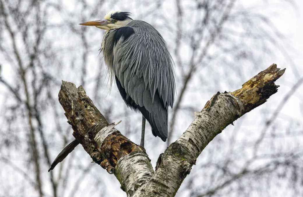 Grey Heron 1​​​​‌﻿‍﻿​‍​‍‌‍﻿﻿‌﻿​‍‌‍‍‌‌‍‌﻿‌‍‍‌‌‍﻿‍​‍​‍​﻿‍‍​‍​‍‌﻿​﻿‌‍​‌‌‍﻿‍‌‍‍‌‌﻿‌​‌﻿‍‌​‍﻿‍‌‍‍‌‌‍﻿﻿​‍​‍​‍﻿​​‍​‍‌‍‍​‌﻿​‍‌‍‌‌‌‍‌‍​‍​‍​﻿‍‍​‍​‍​‍﻿﻿‌‍​‌‌‍‌​‌‍﻿‌‌‍‍‌‌‍﻿‍​‍﻿﻿‌‍‍‌‌‍﻿‍‌﻿‌​‌‍‌‌‌‍﻿‍‌﻿‌​​‍﻿﻿‌‍‌‌‌‍‌​‌‍‍‌‌﻿‌​​‍﻿﻿‌‍﻿‌‌‍﻿﻿‌‍‌​‌‍‌‌​﻿﻿‌‌﻿​​‌﻿​‍‌‍‌‌‌﻿​﻿‌‍‌‌‌‍﻿‍‌﻿‌​‌‍​‌‌﻿‌​‌‍‍‌‌‍﻿﻿‌‍﻿‍​﻿‍﻿‌‍‍‌‌‍‌​​﻿﻿‌​﻿​​​﻿​​​﻿​​‌‍‌‍‌‍‌‌​﻿​﻿‌‍‌‍​﻿​​​‍﻿‌​﻿‌​​﻿‌‌​﻿​​​﻿‍​​‍﻿‌​﻿‌​​﻿‌‍​﻿​‌​﻿‍​​‍﻿‌‌‍​‌​﻿‌​​﻿‌﻿‌‍‌‌​‍﻿‌​﻿‌​​﻿‌‌​﻿​‍‌‍​‍​﻿‍‌​﻿​﻿​﻿​‍​﻿​‌​﻿‍​​﻿‌‌​﻿​﻿‌‍​‍​﻿‍﻿‌﻿‌​‌﻿‍‌‌﻿​​‌‍‌‌​﻿﻿‌‌‍​‍‌‍‍‌‌﻿​‍‌‍‌​‌﻿​﻿‌​‌﻿‌‍​‌‌‍﻿​‌‍﻿​‌‍‌‌‌﻿​‍‌﻿‍‌​﻿‍﻿‌﻿​​‌‍​‌‌﻿‌​‌‍‍​​﻿﻿‌‌‍‌﻿‌‍​‌‌‍﻿​‌‍﻿​‌‍‌‌‌﻿​‍‌﻿‍‌‌​‍‌‌‍﻿‌‌‍​‌‌‍‌﻿‌‍‌‌‌﻿​﻿​‍‌‌​﻿‌‌‌​​‍‌‌﻿﻿‌‍‍﻿‌‍‌‌‌﻿‍‌​‍‌‌​﻿​﻿‌​‌​​‍‌‌​﻿​﻿‌​‌​​‍‌‌​﻿​‍​﻿​‍​﻿​​​﻿‍​​﻿‌‍​﻿​​‌‍​‍​﻿​﻿​﻿‌‍‌‍​﻿‌‍​﻿​﻿‍​‌‍‌‍​﻿​‌​‍‌‌​﻿​‍​﻿​‍​‍‌‌​﻿‌‌‌​‌​​‍﻿‍‌‍​‌‌‍﻿​‌﻿‌​​﻿﻿﻿‌‍​‍‌‍​‌‌﻿​﻿‌‍‌‌‌‌‌‌‌﻿​‍‌‍﻿​​﻿﻿‌​‍‌‌​﻿​‍‌​‌‍‌‍​‌‌‍‌​‌‍﻿‌‌‍‍‌‌‍﻿‍​‍‌‍‌‍‍‌‌‍‌​​﻿﻿‌​﻿​​​﻿​​​﻿​​‌‍‌‍‌‍‌‌​﻿​﻿‌‍‌‍​﻿​​​‍﻿‌​﻿‌​​﻿‌‌​﻿​​​﻿‍​​‍﻿‌​﻿‌​​﻿‌‍​﻿​‌​﻿‍​​‍﻿‌‌‍​‌​﻿‌​​﻿‌﻿‌‍‌‌​‍﻿‌​﻿‌​​﻿‌‌​﻿​‍‌‍​‍​﻿‍‌​﻿​﻿​﻿​‍​﻿​‌​﻿‍​​﻿‌‌​﻿​﻿‌‍​‍​‍‌‍‌﻿‌​‌﻿‍‌‌﻿​​‌‍‌‌​﻿﻿‌‌‍​‍‌‍‍‌‌﻿​‍‌‍‌​‌﻿​﻿‌​‌﻿‌‍​‌‌‍﻿​‌‍﻿​‌‍‌‌‌﻿​‍‌﻿‍‌​‍‌‍‌﻿​​‌‍​‌‌﻿‌​‌‍‍​​﻿﻿‌‌‍‌﻿‌‍​‌‌‍﻿​‌‍﻿​‌‍‌‌‌﻿​‍‌﻿‍‌‌​‍‌‌‍﻿‌‌‍​‌‌‍‌﻿‌‍‌‌‌﻿​﻿​‍‌‌​﻿‌‌‌​​‍‌‌﻿﻿‌‍‍﻿‌‍‌‌‌﻿‍‌​‍‌‌​﻿​﻿‌​‌​​‍‌‌​﻿​﻿‌​‌​​‍‌‌​﻿​‍​﻿​‍​﻿​​​﻿‍​​﻿‌‍​﻿​​‌‍​‍​﻿​﻿​﻿‌‍‌‍​﻿‌‍​﻿​﻿‍​‌‍‌‍​﻿​‌​‍‌‌​﻿​‍​﻿​‍​‍‌‌​﻿‌‌‌​‌​​‍﻿‍‌‍​‌‌‍﻿​‌﻿‌​​‍‌‍‌﻿​​‌‍‌‌‌﻿​‍‌﻿​﻿‌﻿​​‌‍‌‌‌‍​﻿‌﻿‌​‌‍‍‌‌﻿‌‍‌‍‌‌​﻿﻿‌‌﻿​​‌﻿‌‌‌‍​‍‌‍﻿​‌‍‍‌‌﻿​﻿‌‍‍​‌‍‌‌‌‍‌​​‍​‍‌﻿﻿‌