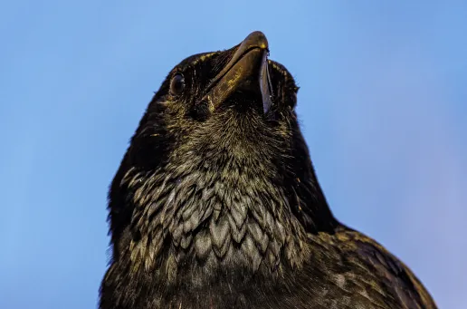 Carrion Crow