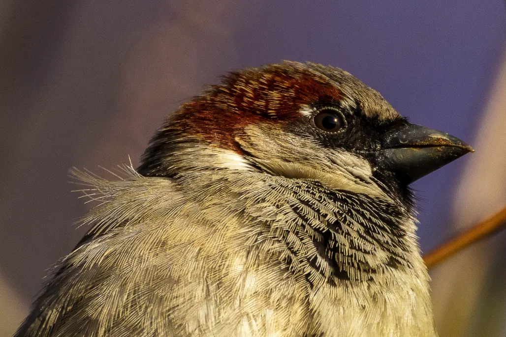Sparrow​​​​‌﻿‍﻿​‍​‍‌‍﻿﻿‌﻿​‍‌‍‍‌‌‍‌﻿‌‍‍‌‌‍﻿‍​‍​‍​﻿‍‍​‍​‍‌﻿​﻿‌‍​‌‌‍﻿‍‌‍‍‌‌﻿‌​‌﻿‍‌​‍﻿‍‌‍‍‌‌‍﻿﻿​‍​‍​‍﻿​​‍​‍‌‍‍​‌﻿​‍‌‍‌‌‌‍‌‍​‍​‍​﻿‍‍​‍​‍​‍﻿﻿‌‍​‌‌‍‌​‌‍﻿‌‌‍‍‌‌‍﻿‍​‍﻿﻿‌‍‍‌‌‍﻿‍‌﻿‌​‌‍‌‌‌‍﻿‍‌﻿‌​​‍﻿﻿‌‍‌‌‌‍‌​‌‍‍‌‌﻿‌​​‍﻿﻿‌‍﻿‌‌‍﻿﻿‌‍‌​‌‍‌‌​﻿﻿‌‌﻿​​‌﻿​‍‌‍‌‌‌﻿​﻿‌‍‌‌‌‍﻿‍‌﻿‌​‌‍​‌‌﻿‌​‌‍‍‌‌‍﻿﻿‌‍﻿‍​﻿‍﻿‌‍‍‌‌‍‌​​﻿﻿‌‌‍‌​​﻿​‍‌‍‌‌‌‍‌‍‌‍‌​​﻿​‍​﻿​‍​﻿​﻿​‍﻿‌​﻿‌﻿​﻿​‌‌‍​‌​﻿​‌​‍﻿‌​﻿‌​​﻿‌‌‌‍​﻿​﻿​‌​‍﻿‌‌‍​‌​﻿​‌‌‍​‌​﻿​﻿​‍﻿‌‌‍​﻿‌‍‌‍​﻿​‍​﻿​﻿‌‍​‌​﻿‌​​﻿​​‌‍‌‌​﻿‍‌‌‍‌​​﻿‌‍‌‍​‍​﻿‍﻿‌﻿‌​‌﻿‍‌‌﻿​​‌‍‌‌​﻿﻿‌‌‍​‍‌‍‍‌‌﻿​‍‌‍‌​‌﻿​﻿‌​‌﻿‌‍​‌‌‍﻿​‌‍﻿​‌‍‌‌‌﻿​‍‌﻿‍‌​﻿‍﻿‌﻿​​‌‍​‌‌﻿‌​‌‍‍​​﻿﻿‌‌‍‌﻿‌‍​‌‌‍﻿​‌‍﻿​‌‍‌‌‌﻿​‍‌﻿‍‌‌​‍‌‌‍﻿‌‌‍​‌‌‍‌﻿‌‍‌‌‌﻿​﻿​‍‌‌​﻿‌‌‌​​‍‌‌﻿﻿‌‍‍﻿‌‍‌‌‌﻿‍‌​‍‌‌​﻿​﻿‌​‌​​‍‌‌​﻿​﻿‌​‌​​‍‌‌​﻿​‍​﻿​‍​﻿​﻿‌‍​﻿‌‍‌​​﻿​﻿​﻿​​‌‍‌‍‌‍‌​‌‍​‍‌‍​‌‌‍‌‌​﻿‌﻿​﻿‍‌​‍‌‌​﻿​‍​﻿​‍​‍‌‌​﻿‌‌‌​‌​​‍﻿‍‌‍​‌‌‍﻿​‌﻿‌​​﻿﻿﻿‌‍​‍‌‍​‌‌﻿​﻿‌‍‌‌‌‌‌‌‌﻿​‍‌‍﻿​​﻿﻿‌​‍‌‌​﻿​‍‌​‌‍‌‍​‌‌‍‌​‌‍﻿‌‌‍‍‌‌‍﻿‍​‍‌‍‌‍‍‌‌‍‌​​﻿﻿‌‌‍‌​​﻿​‍‌‍‌‌‌‍‌‍‌‍‌​​﻿​‍​﻿​‍​﻿​﻿​‍﻿‌​﻿‌﻿​﻿​‌‌‍​‌​﻿​‌​‍﻿‌​﻿‌​​﻿‌‌‌‍​﻿​﻿​‌​‍﻿‌‌‍​‌​﻿​‌‌‍​‌​﻿​﻿​‍﻿‌‌‍​﻿‌‍‌‍​﻿​‍​﻿​﻿‌‍​‌​﻿‌​​﻿​​‌‍‌‌​﻿‍‌‌‍‌​​﻿‌‍‌‍​‍​‍‌‍‌﻿‌​‌﻿‍‌‌﻿​​‌‍‌‌​﻿﻿‌‌‍​‍‌‍‍‌‌﻿​‍‌‍‌​‌﻿​﻿‌​‌﻿‌‍​‌‌‍﻿​‌‍﻿​‌‍‌‌‌﻿​‍‌﻿‍‌​‍‌‍‌﻿​​‌‍​‌‌﻿‌​‌‍‍​​﻿﻿‌‌‍‌﻿‌‍​‌‌‍﻿​‌‍﻿​‌‍‌‌‌﻿​‍‌﻿‍‌‌​‍‌‌‍﻿‌‌‍​‌‌‍‌﻿‌‍‌‌‌﻿​﻿​‍‌‌​﻿‌‌‌​​‍‌‌﻿﻿‌‍‍﻿‌‍‌‌‌﻿‍‌​‍‌‌​﻿​﻿‌​‌​​‍‌‌​﻿​﻿‌​‌​​‍‌‌​﻿​‍​﻿​‍​﻿​﻿‌‍​﻿‌‍‌​​﻿​﻿​﻿​​‌‍‌‍‌‍‌​‌‍​‍‌‍​‌‌‍‌‌​﻿‌﻿​﻿‍‌​‍‌‌​﻿​‍​﻿​‍​‍‌‌​﻿‌‌‌​‌​​‍﻿‍‌‍​‌‌‍﻿​‌﻿‌​​‍‌‍‌﻿​​‌‍‌‌‌﻿​‍‌﻿​﻿‌﻿​​‌‍‌‌‌‍​﻿‌﻿‌​‌‍‍‌‌﻿‌‍‌‍‌‌​﻿﻿‌‌﻿​​‌﻿‌‌‌‍​‍‌‍﻿​‌‍‍‌‌﻿​﻿‌‍‍​‌‍‌‌‌‍‌​​‍​‍‌﻿﻿‌