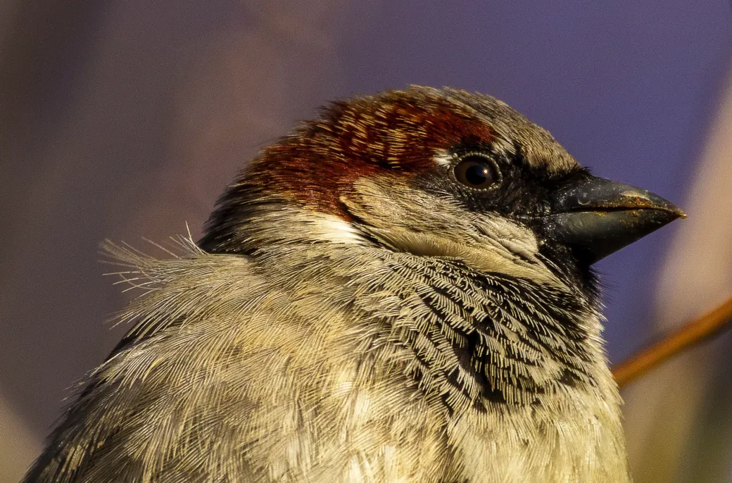 Sparrow