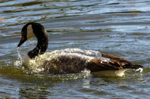 Taking a Bath​​​​‌﻿‍﻿​‍​‍‌‍﻿﻿‌﻿​‍‌‍‍‌‌‍‌﻿‌‍‍‌‌‍﻿‍​‍​‍​﻿‍‍​‍​‍‌﻿​﻿‌‍​‌‌‍﻿‍‌‍‍‌‌﻿‌​‌﻿‍‌​‍﻿‍‌‍‍‌‌‍﻿﻿​‍​‍​‍﻿​​‍​‍‌‍‍​‌﻿​‍‌‍‌‌‌‍‌‍​‍​‍​﻿‍‍​‍​‍​‍﻿﻿‌‍​‌‌‍‌​‌‍﻿‌‌‍‍‌‌‍﻿‍​‍﻿﻿‌‍‍‌‌‍﻿‍‌﻿‌​‌‍‌‌‌‍﻿‍‌﻿‌​​‍﻿﻿‌‍‌‌‌‍‌​‌‍‍‌‌﻿‌​​‍﻿﻿‌‍﻿‌‌‍﻿﻿‌‍‌​‌‍‌‌​﻿﻿‌‌﻿​​‌﻿​‍‌‍‌‌‌﻿​﻿‌‍‌‌‌‍﻿‍‌﻿‌​‌‍​‌‌﻿‌​‌‍‍‌‌‍﻿﻿‌‍﻿‍​﻿‍﻿‌‍‍‌‌‍‌​​﻿﻿‌​﻿‌‌‌‍​‍‌‍​﻿‌‍​‍​﻿​‍​﻿‍​​﻿‌﻿‌‍​﻿​‍﻿‌‌‍‌​​﻿​‍​﻿‌​​﻿‌​​‍﻿‌​﻿‌​​﻿‌​‌‍‌‍​﻿‍‌​‍﻿‌​﻿‍​​﻿​‌‌‍‌​​﻿‌﻿​‍﻿‌​﻿‌‍‌‍​‍​﻿‌​‌‍​‌‌‍‌‍​﻿​﻿​﻿​﻿‌‍‌​​﻿​‍‌‍‌‍​﻿​‍‌‍​‍​﻿‍﻿‌﻿‌​‌﻿‍‌‌﻿​​‌‍‌‌​﻿﻿‌‌‍​‍‌‍‍‌‌﻿​‍‌‍‌​‌﻿​﻿‌​‌﻿‌‍​‌‌‍﻿​‌‍﻿​‌‍‌‌‌﻿​‍‌﻿‍‌​﻿‍﻿‌﻿​​‌‍​‌‌﻿‌​‌‍‍​​﻿﻿‌‌‍‌﻿‌‍​‌‌‍﻿​‌‍﻿​‌‍‌‌‌﻿​‍‌﻿‍‌‌​‍‌‌‍﻿‌‌‍​‌‌‍‌﻿‌‍‌‌‌﻿​﻿​‍‌‌​﻿‌‌‌​​‍‌‌﻿﻿‌‍‍﻿‌‍‌‌‌﻿‍‌​‍‌‌​﻿​﻿‌​‌​​‍‌‌​﻿​﻿‌​‌​​‍‌‌​﻿​‍​﻿​‍​﻿‌​‌‍‌‍​﻿​﻿‌‍‌‌​﻿‌‍‌‍‌‍‌‍​﻿‌‍‌‍‌‍​‍‌‍​﻿​﻿​﻿‌‍​‍​‍‌‌​﻿​‍​﻿​‍​‍‌‌​﻿‌‌‌​‌​​‍﻿‍‌‍​‌‌‍﻿​‌﻿‌​​﻿﻿﻿‌‍​‍‌‍​‌‌﻿​﻿‌‍‌‌‌‌‌‌‌﻿​‍‌‍﻿​​﻿﻿‌​‍‌‌​﻿​‍‌​‌‍‌‍​‌‌‍‌​‌‍﻿‌‌‍‍‌‌‍﻿‍​‍‌‍‌‍‍‌‌‍‌​​﻿﻿‌​﻿‌‌‌‍​‍‌‍​﻿‌‍​‍​﻿​‍​﻿‍​​﻿‌﻿‌‍​﻿​‍﻿‌‌‍‌​​﻿​‍​﻿‌​​﻿‌​​‍﻿‌​﻿‌​​﻿‌​‌‍‌‍​﻿‍‌​‍﻿‌​﻿‍​​﻿​‌‌‍‌​​﻿‌﻿​‍﻿‌​﻿‌‍‌‍​‍​﻿‌​‌‍​‌‌‍‌‍​﻿​﻿​﻿​﻿‌‍‌​​﻿​‍‌‍‌‍​﻿​‍‌‍​‍​‍‌‍‌﻿‌​‌﻿‍‌‌﻿​​‌‍‌‌​﻿﻿‌‌‍​‍‌‍‍‌‌﻿​‍‌‍‌​‌﻿​﻿‌​‌﻿‌‍​‌‌‍﻿​‌‍﻿​‌‍‌‌‌﻿​‍‌﻿‍‌​‍‌‍‌﻿​​‌‍​‌‌﻿‌​‌‍‍​​﻿﻿‌‌‍‌﻿‌‍​‌‌‍﻿​‌‍﻿​‌‍‌‌‌﻿​‍‌﻿‍‌‌​‍‌‌‍﻿‌‌‍​‌‌‍‌﻿‌‍‌‌‌﻿​﻿​‍‌‌​﻿‌‌‌​​‍‌‌﻿﻿‌‍‍﻿‌‍‌‌‌﻿‍‌​‍‌‌​﻿​﻿‌​‌​​‍‌‌​﻿​﻿‌​‌​​‍‌‌​﻿​‍​﻿​‍​﻿‌​‌‍‌‍​﻿​﻿‌‍‌‌​﻿‌‍‌‍‌‍‌‍​﻿‌‍‌‍‌‍​‍‌‍​﻿​﻿​﻿‌‍​‍​‍‌‌​﻿​‍​﻿​‍​‍‌‌​﻿‌‌‌​‌​​‍﻿‍‌‍​‌‌‍﻿​‌﻿‌​​‍‌‍‌﻿​​‌‍‌‌‌﻿​‍‌﻿​﻿‌﻿​​‌‍‌‌‌‍​﻿‌﻿‌​‌‍‍‌‌﻿‌‍‌‍‌‌​﻿﻿‌‌﻿​​‌﻿‌‌‌‍​‍‌‍﻿​‌‍‍‌‌﻿​﻿‌‍‍​‌‍‌‌‌‍‌​​‍​‍‌﻿﻿‌