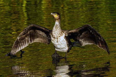 cormorant​​​​‌﻿‍﻿​‍​‍‌‍﻿﻿‌﻿​‍‌‍‍‌‌‍‌﻿‌‍‍‌‌‍﻿‍​‍​‍​﻿‍‍​‍​‍‌﻿​﻿‌‍​‌‌‍﻿‍‌‍‍‌‌﻿‌​‌﻿‍‌​‍﻿‍‌‍‍‌‌‍﻿﻿​‍​‍​‍﻿​​‍​‍‌‍‍​‌﻿​‍‌‍‌‌‌‍‌‍​‍​‍​﻿‍‍​‍​‍​‍﻿﻿‌‍​‌‌‍‌​‌‍﻿‌‌‍‍‌‌‍﻿‍​‍﻿﻿‌‍‍‌‌‍﻿‍‌﻿‌​‌‍‌‌‌‍﻿‍‌﻿‌​​‍﻿﻿‌‍‌‌‌‍‌​‌‍‍‌‌﻿‌​​‍﻿﻿‌‍﻿‌‌‍﻿﻿‌‍‌​‌‍‌‌​﻿﻿‌‌﻿​​‌﻿​‍‌‍‌‌‌﻿​﻿‌‍‌‌‌‍﻿‍‌﻿‌​‌‍​‌‌﻿‌​‌‍‍‌‌‍﻿﻿‌‍﻿‍​﻿‍﻿‌‍‍‌‌‍‌​​﻿﻿‌​﻿‌﻿​﻿​‌​﻿‍‌​﻿‍​‌‍​﻿‌‍​‍‌‍​﻿​﻿‌‌​‍﻿‌​﻿‌​​﻿‌‍​﻿‌‍‌‍‌​​‍﻿‌​﻿‌​‌‍​﻿​﻿​﻿‌‍​‌​‍﻿‌​﻿‍‌​﻿‍​‌‍‌​​﻿‍​​‍﻿‌​﻿‌​‌‍​‍​﻿​‌​﻿‌‍​﻿‍​​﻿​﻿​﻿‍​‌‍‌‌​﻿‌‍‌‍‌‍​﻿‍​​﻿‍​​﻿‍﻿‌﻿‌​‌﻿‍‌‌﻿​​‌‍‌‌​﻿﻿‌‌‍​‍‌‍‍‌‌﻿​‍‌‍‌​‌﻿​﻿‌​‌﻿‌‍​‌‌‍﻿​‌‍﻿​‌‍‌‌‌﻿​‍‌﻿‍‌​﻿‍﻿‌﻿​​‌‍​‌‌﻿‌​‌‍‍​​﻿﻿‌‌‍﻿‌‌‍​‌‌‍‍‌‌‍﻿‍‌​‍‌‌‍﻿‌‌‍​‌‌‍‌﻿‌‍‌‌​‍﻿‍‌‍​‌‌‍﻿​‌﻿‌​​﻿﻿﻿‌‍​‍‌‍​‌‌﻿​﻿‌‍‌‌‌‌‌‌‌﻿​‍‌‍﻿​​﻿﻿‌​‍‌‌​﻿​‍‌​‌‍‌‍​‌‌‍‌​‌‍﻿‌‌‍‍‌‌‍﻿‍​‍‌‍‌‍‍‌‌‍‌​​﻿﻿‌​﻿‌﻿​﻿​‌​﻿‍‌​﻿‍​‌‍​﻿‌‍​‍‌‍​﻿​﻿‌‌​‍﻿‌​﻿‌​​﻿‌‍​﻿‌‍‌‍‌​​‍﻿‌​﻿‌​‌‍​﻿​﻿​﻿‌‍​‌​‍﻿‌​﻿‍‌​﻿‍​‌‍‌​​﻿‍​​‍﻿‌​﻿‌​‌‍​‍​﻿​‌​﻿‌‍​﻿‍​​﻿​﻿​﻿‍​‌‍‌‌​﻿‌‍‌‍‌‍​﻿‍​​﻿‍​​‍‌‍‌﻿‌​‌﻿‍‌‌﻿​​‌‍‌‌​﻿﻿‌‌‍​‍‌‍‍‌‌﻿​‍‌‍‌​‌﻿​﻿‌​‌﻿‌‍​‌‌‍﻿​‌‍﻿​‌‍‌‌‌﻿​‍‌﻿‍‌​‍‌‍‌﻿​​‌‍​‌‌﻿‌​‌‍‍​​﻿﻿‌‌‍﻿‌‌‍​‌‌‍‍‌‌‍﻿‍‌​‍‌‌‍﻿‌‌‍​‌‌‍‌﻿‌‍‌‌​‍﻿‍‌‍​‌‌‍﻿​‌﻿‌​​‍‌‍‌﻿​​‌‍‌‌‌﻿​‍‌﻿​﻿‌﻿​​‌‍‌‌‌‍​﻿‌﻿‌​‌‍‍‌‌﻿‌‍‌‍‌‌​﻿﻿‌‌﻿​​‌﻿‌‌‌‍​‍‌‍﻿​‌‍‍‌‌﻿​﻿‌‍‍​‌‍‌‌‌‍‌​​‍​‍‌﻿﻿‌