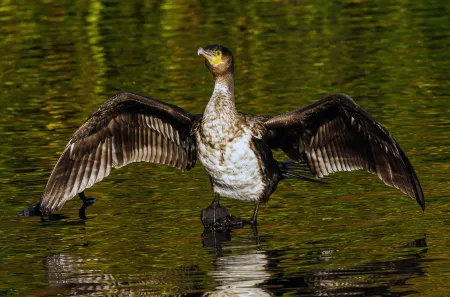 cormorant