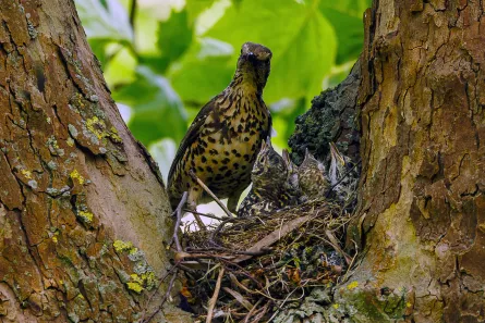 Mistle Thrush​​​​‌﻿‍﻿​‍​‍‌‍﻿﻿‌﻿​‍‌‍‍‌‌‍‌﻿‌‍‍‌‌‍﻿‍​‍​‍​﻿‍‍​‍​‍‌﻿​﻿‌‍​‌‌‍﻿‍‌‍‍‌‌﻿‌​‌﻿‍‌​‍﻿‍‌‍‍‌‌‍﻿﻿​‍​‍​‍﻿​​‍​‍‌‍‍​‌﻿​‍‌‍‌‌‌‍‌‍​‍​‍​﻿‍‍​‍​‍​‍﻿﻿‌‍​‌‌‍‌​‌‍﻿‌‌‍‍‌‌‍﻿‍​‍﻿﻿‌‍‍‌‌‍﻿‍‌﻿‌​‌‍‌‌‌‍﻿‍‌﻿‌​​‍﻿﻿‌‍‌‌‌‍‌​‌‍‍‌‌﻿‌​​‍﻿﻿‌‍﻿‌‌‍﻿﻿‌‍‌​‌‍‌‌​﻿﻿‌‌﻿​​‌﻿​‍‌‍‌‌‌﻿​﻿‌‍‌‌‌‍﻿‍‌﻿‌​‌‍​‌‌﻿‌​‌‍‍‌‌‍﻿﻿‌‍﻿‍​﻿‍﻿‌‍‍‌‌‍‌​​﻿﻿‌‌‍‌​​﻿​‍‌‍‌‌‌‍‌‍‌‍‌​​﻿​‍​﻿​‍​﻿​﻿​‍﻿‌​﻿‌﻿​﻿​‌‌‍​‌​﻿​‌​‍﻿‌​﻿‌​​﻿‌‌‌‍​﻿​﻿​‌​‍﻿‌‌‍​‌​﻿​‌‌‍​‌​﻿​﻿​‍﻿‌‌‍​﻿‌‍‌‍​﻿​‍​﻿​﻿‌‍​‌​﻿‌​​﻿​​‌‍‌‌​﻿‍‌‌‍‌​​﻿‌‍‌‍​‍​﻿‍﻿‌﻿‌​‌﻿‍‌‌﻿​​‌‍‌‌​﻿﻿‌‌‍​‍‌‍‍‌‌﻿​‍‌‍‌​‌﻿​﻿‌​‌﻿‌‍​‌‌‍﻿​‌‍﻿​‌‍‌‌‌﻿​‍‌﻿‍‌​﻿‍﻿‌﻿​​‌‍​‌‌﻿‌​‌‍‍​​﻿﻿‌‌‍﻿‌‌‍​‌‌‍‍‌‌‍﻿‍‌​‍‌‌‍﻿‌‌‍​‌‌‍‌﻿‌‍‌‌​‍﻿‍‌‍​‌‌‍﻿​‌﻿‌​​﻿﻿﻿‌‍​‍‌‍​‌‌﻿​﻿‌‍‌‌‌‌‌‌‌﻿​‍‌‍﻿​​﻿﻿‌​‍‌‌​﻿​‍‌​‌‍‌‍​‌‌‍‌​‌‍﻿‌‌‍‍‌‌‍﻿‍​‍‌‍‌‍‍‌‌‍‌​​﻿﻿‌‌‍‌​​﻿​‍‌‍‌‌‌‍‌‍‌‍‌​​﻿​‍​﻿​‍​﻿​﻿​‍﻿‌​﻿‌﻿​﻿​‌‌‍​‌​﻿​‌​‍﻿‌​﻿‌​​﻿‌‌‌‍​﻿​﻿​‌​‍﻿‌‌‍​‌​﻿​‌‌‍​‌​﻿​﻿​‍﻿‌‌‍​﻿‌‍‌‍​﻿​‍​﻿​﻿‌‍​‌​﻿‌​​﻿​​‌‍‌‌​﻿‍‌‌‍‌​​﻿‌‍‌‍​‍​‍‌‍‌﻿‌​‌﻿‍‌‌﻿​​‌‍‌‌​﻿﻿‌‌‍​‍‌‍‍‌‌﻿​‍‌‍‌​‌﻿​﻿‌​‌﻿‌‍​‌‌‍﻿​‌‍﻿​‌‍‌‌‌﻿​‍‌﻿‍‌​‍‌‍‌﻿​​‌‍​‌‌﻿‌​‌‍‍​​﻿﻿‌‌‍﻿‌‌‍​‌‌‍‍‌‌‍﻿‍‌​‍‌‌‍﻿‌‌‍​‌‌‍‌﻿‌‍‌‌​‍﻿‍‌‍​‌‌‍﻿​‌﻿‌​​‍‌‍‌﻿​​‌‍‌‌‌﻿​‍‌﻿​﻿‌﻿​​‌‍‌‌‌‍​﻿‌﻿‌​‌‍‍‌‌﻿‌‍‌‍‌‌​﻿﻿‌‌﻿​​‌﻿‌‌‌‍​‍‌‍﻿​‌‍‍‌‌﻿​﻿‌‍‍​‌‍‌‌‌‍‌​​‍​‍‌﻿﻿‌