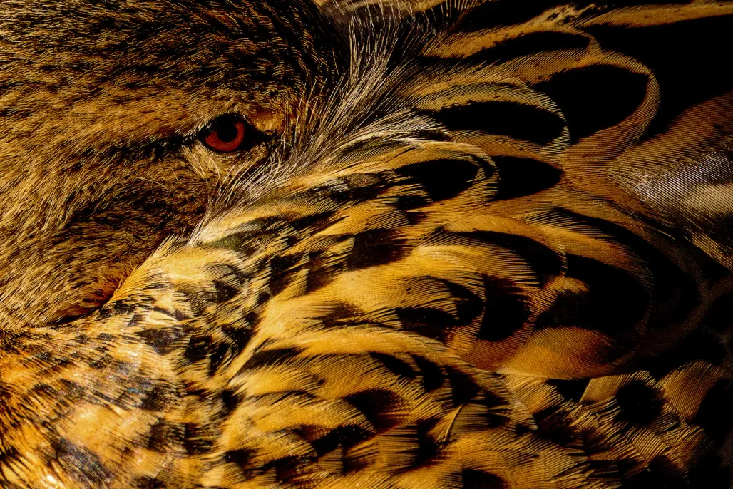 Mallard Drake​​​​‌﻿‍﻿​‍​‍‌‍﻿﻿‌﻿​‍‌‍‍‌‌‍‌﻿‌‍‍‌‌‍﻿‍​‍​‍​﻿‍‍​‍​‍‌﻿​﻿‌‍​‌‌‍﻿‍‌‍‍‌‌﻿‌​‌﻿‍‌​‍﻿‍‌‍‍‌‌‍﻿﻿​‍​‍​‍﻿​​‍​‍‌‍‍​‌﻿​‍‌‍‌‌‌‍‌‍​‍​‍​﻿‍‍​‍​‍​‍﻿﻿‌‍​‌‌‍‌​‌‍﻿‌‌‍‍‌‌‍﻿‍​‍﻿﻿‌‍‍‌‌‍﻿‍‌﻿‌​‌‍‌‌‌‍﻿‍‌﻿‌​​‍﻿﻿‌‍‌‌‌‍‌​‌‍‍‌‌﻿‌​​‍﻿﻿‌‍﻿‌‌‍﻿﻿‌‍‌​‌‍‌‌​﻿﻿‌‌﻿​​‌﻿​‍‌‍‌‌‌﻿​﻿‌‍‌‌‌‍﻿‍‌﻿‌​‌‍​‌‌﻿‌​‌‍‍‌‌‍﻿﻿‌‍﻿‍​﻿‍﻿‌‍‍‌‌‍‌​​﻿﻿‌​﻿​‍​﻿​﻿‌‍​‍​﻿‍‌‌‍‌‍‌‍​‍​﻿‌‍​﻿‌​​‍﻿‌‌‍‌‍‌‍‌‌‌‍‌‌‌‍‌‍​‍﻿‌​﻿‌​​﻿​‌​﻿‌​​﻿‍​​‍﻿‌‌‍​‌​﻿​​​﻿‌​​﻿‍​​‍﻿‌‌‍‌‌​﻿‍​​﻿‍​‌‍‌‌​﻿​‌‌‍‌​​﻿‍‌‌‍‌‌​﻿‌​‌‍‌‍​﻿‌﻿​﻿‍​​﻿‍﻿‌﻿‌​‌﻿‍‌‌﻿​​‌‍‌‌​﻿﻿‌‌‍​‍‌‍‍‌‌﻿​‍‌‍‌​‌﻿​﻿‌​‌﻿‌‍​‌‌‍﻿​‌‍﻿​‌‍‌‌‌﻿​‍‌﻿‍‌​﻿‍﻿‌﻿​​‌‍​‌‌﻿‌​‌‍‍​​﻿﻿‌‌‍‌﻿‌‍​‌‌‍﻿​‌‍﻿​‌‍‌‌‌﻿​‍‌﻿‍‌‌​‍‌‌‍﻿‌‌‍​‌‌‍‌﻿‌‍‌‌‌﻿​﻿​‍‌‌​﻿‌‌‌​​‍‌‌﻿﻿‌‍‍﻿‌‍‌‌‌﻿‍‌​‍‌‌​﻿​﻿‌​‌​​‍‌‌​﻿​﻿‌​‌​​‍‌‌​﻿​‍​﻿​‍​﻿‌‍‌‍‌‌​﻿​‍​﻿‌​‌‍‌​​﻿‍​​﻿​​‌‍‌‍​﻿‌​‌‍‌​​﻿​‍​﻿‌‌​‍‌‌​﻿​‍​﻿​‍​‍‌‌​﻿‌‌‌​‌​​‍﻿‍‌‍​‌‌‍﻿​‌﻿‌​​﻿﻿﻿‌‍​‍‌‍​‌‌﻿​﻿‌‍‌‌‌‌‌‌‌﻿​‍‌‍﻿​​﻿﻿‌​‍‌‌​﻿​‍‌​‌‍‌‍​‌‌‍‌​‌‍﻿‌‌‍‍‌‌‍﻿‍​‍‌‍‌‍‍‌‌‍‌​​﻿﻿‌​﻿​‍​﻿​﻿‌‍​‍​﻿‍‌‌‍‌‍‌‍​‍​﻿‌‍​﻿‌​​‍﻿‌‌‍‌‍‌‍‌‌‌‍‌‌‌‍‌‍​‍﻿‌​﻿‌​​﻿​‌​﻿‌​​﻿‍​​‍﻿‌‌‍​‌​﻿​​​﻿‌​​﻿‍​​‍﻿‌‌‍‌‌​﻿‍​​﻿‍​‌‍‌‌​﻿​‌‌‍‌​​﻿‍‌‌‍‌‌​﻿‌​‌‍‌‍​﻿‌﻿​﻿‍​​‍‌‍‌﻿‌​‌﻿‍‌‌﻿​​‌‍‌‌​﻿﻿‌‌‍​‍‌‍‍‌‌﻿​‍‌‍‌​‌﻿​﻿‌​‌﻿‌‍​‌‌‍﻿​‌‍﻿​‌‍‌‌‌﻿​‍‌﻿‍‌​‍‌‍‌﻿​​‌‍​‌‌﻿‌​‌‍‍​​﻿﻿‌‌‍‌﻿‌‍​‌‌‍﻿​‌‍﻿​‌‍‌‌‌﻿​‍‌﻿‍‌‌​‍‌‌‍﻿‌‌‍​‌‌‍‌﻿‌‍‌‌‌﻿​﻿​‍‌‌​﻿‌‌‌​​‍‌‌﻿﻿‌‍‍﻿‌‍‌‌‌﻿‍‌​‍‌‌​﻿​﻿‌​‌​​‍‌‌​﻿​﻿‌​‌​​‍‌‌​﻿​‍​﻿​‍​﻿‌‍‌‍‌‌​﻿​‍​﻿‌​‌‍‌​​﻿‍​​﻿​​‌‍‌‍​﻿‌​‌‍‌​​﻿​‍​﻿‌‌​‍‌‌​﻿​‍​﻿​‍​‍‌‌​﻿‌‌‌​‌​​‍﻿‍‌‍​‌‌‍﻿​‌﻿‌​​‍‌‍‌﻿​​‌‍‌‌‌﻿​‍‌﻿​﻿‌﻿​​‌‍‌‌‌‍​﻿‌﻿‌​‌‍‍‌‌﻿‌‍‌‍‌‌​﻿﻿‌‌﻿​​‌﻿‌‌‌‍​‍‌‍﻿​‌‍‍‌‌﻿​﻿‌‍‍​‌‍‌‌‌‍‌​​‍​‍‌﻿﻿‌