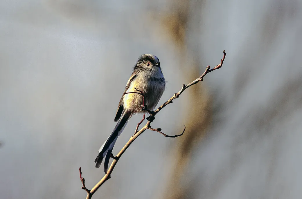 Long-Tailed Tit