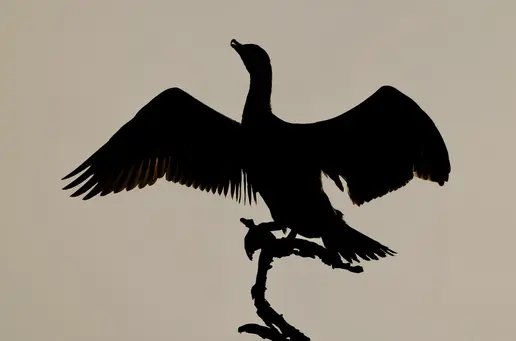 Shadowy 1