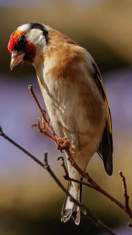 Goldfinch​​​​‌﻿‍﻿​‍​‍‌‍﻿﻿‌﻿​‍‌‍‍‌‌‍‌﻿‌‍‍‌‌‍﻿‍​‍​‍​﻿‍‍​‍​‍‌﻿​﻿‌‍​‌‌‍﻿‍‌‍‍‌‌﻿‌​‌﻿‍‌​‍﻿‍‌‍‍‌‌‍﻿﻿​‍​‍​‍﻿​​‍​‍‌‍‍​‌﻿​‍‌‍‌‌‌‍‌‍​‍​‍​﻿‍‍​‍​‍​‍﻿﻿‌‍​‌‌‍‌​‌‍﻿‌‌‍‍‌‌‍﻿‍​‍﻿﻿‌‍‍‌‌‍﻿‍‌﻿‌​‌‍‌‌‌‍﻿‍‌﻿‌​​‍﻿﻿‌‍‌‌‌‍‌​‌‍‍‌‌﻿‌​​‍﻿﻿‌‍﻿‌‌‍﻿﻿‌‍‌​‌‍‌‌​﻿﻿‌‌﻿​​‌﻿​‍‌‍‌‌‌﻿​﻿‌‍‌‌‌‍﻿‍‌﻿‌​‌‍​‌‌﻿‌​‌‍‍‌‌‍﻿﻿‌‍﻿‍​﻿‍﻿‌‍‍‌‌‍‌​​﻿﻿‌‌‍‌​​﻿​‍‌‍‌‌‌‍‌‍‌‍‌​​﻿​‍​﻿​‍​﻿​﻿​‍﻿‌​﻿‌﻿​﻿​‌‌‍​‌​﻿​‌​‍﻿‌​﻿‌​​﻿‌‌‌‍​﻿​﻿​‌​‍﻿‌‌‍​‌​﻿​‌‌‍​‌​﻿​﻿​‍﻿‌‌‍​﻿‌‍‌‍​﻿​‍​﻿​﻿‌‍​‌​﻿‌​​﻿​​‌‍‌‌​﻿‍‌‌‍‌​​﻿‌‍‌‍​‍​﻿‍﻿‌﻿‌​‌﻿‍‌‌﻿​​‌‍‌‌​﻿﻿‌‌‍​‍‌‍‍‌‌﻿​‍‌‍‌​‌﻿​﻿‌​‌﻿‌‍​‌‌‍﻿​‌‍﻿​‌‍‌‌‌﻿​‍‌﻿‍‌​﻿‍﻿‌﻿​​‌‍​‌‌﻿‌​‌‍‍​​﻿﻿‌‌‍‌﻿‌‍​‌‌‍﻿​‌‍﻿​‌‍‌‌‌﻿​‍‌﻿‍‌‌​‍‌‌‍﻿‌‌‍​‌‌‍‌﻿‌‍‌‌‌﻿​﻿​‍‌‌​﻿‌‌‌​​‍‌‌﻿﻿‌‍‍﻿‌‍‌‌‌﻿‍‌​‍‌‌​﻿​﻿‌​‌​​‍‌‌​﻿​﻿‌​‌​​‍‌‌​﻿​‍​﻿​‍‌‍​‌​﻿​﻿‌‍‌‍‌‍​‌‌‍​﻿‌‍​‍​﻿‌‍​﻿​‌​﻿‍‌​﻿‌‍​﻿‍​​﻿​​​‍‌‌​﻿​‍​﻿​‍​‍‌‌​﻿‌‌‌​‌​​‍﻿‍‌‍​‌‌‍﻿​‌﻿‌​​﻿﻿﻿‌‍​‍‌‍​‌‌﻿​﻿‌‍‌‌‌‌‌‌‌﻿​‍‌‍﻿​​﻿﻿‌​‍‌‌​﻿​‍‌​‌‍‌‍​‌‌‍‌​‌‍﻿‌‌‍‍‌‌‍﻿‍​‍‌‍‌‍‍‌‌‍‌​​﻿﻿‌‌‍‌​​﻿​‍‌‍‌‌‌‍‌‍‌‍‌​​﻿​‍​﻿​‍​﻿​﻿​‍﻿‌​﻿‌﻿​﻿​‌‌‍​‌​﻿​‌​‍﻿‌​﻿‌​​﻿‌‌‌‍​﻿​﻿​‌​‍﻿‌‌‍​‌​﻿​‌‌‍​‌​﻿​﻿​‍﻿‌‌‍​﻿‌‍‌‍​﻿​‍​﻿​﻿‌‍​‌​﻿‌​​﻿​​‌‍‌‌​﻿‍‌‌‍‌​​﻿‌‍‌‍​‍​‍‌‍‌﻿‌​‌﻿‍‌‌﻿​​‌‍‌‌​﻿﻿‌‌‍​‍‌‍‍‌‌﻿​‍‌‍‌​‌﻿​﻿‌​‌﻿‌‍​‌‌‍﻿​‌‍﻿​‌‍‌‌‌﻿​‍‌﻿‍‌​‍‌‍‌﻿​​‌‍​‌‌﻿‌​‌‍‍​​﻿﻿‌‌‍‌﻿‌‍​‌‌‍﻿​‌‍﻿​‌‍‌‌‌﻿​‍‌﻿‍‌‌​‍‌‌‍﻿‌‌‍​‌‌‍‌﻿‌‍‌‌‌﻿​﻿​‍‌‌​﻿‌‌‌​​‍‌‌﻿﻿‌‍‍﻿‌‍‌‌‌﻿‍‌​‍‌‌​﻿​﻿‌​‌​​‍‌‌​﻿​﻿‌​‌​​‍‌‌​﻿​‍​﻿​‍‌‍​‌​﻿​﻿‌‍‌‍‌‍​‌‌‍​﻿‌‍​‍​﻿‌‍​﻿​‌​﻿‍‌​﻿‌‍​﻿‍​​﻿​​​‍‌‌​﻿​‍​﻿​‍​‍‌‌​﻿‌‌‌​‌​​‍﻿‍‌‍​‌‌‍﻿​‌﻿‌​​‍‌‍‌﻿​​‌‍‌‌‌﻿​‍‌﻿​﻿‌﻿​​‌‍‌‌‌‍​﻿‌﻿‌​‌‍‍‌‌﻿‌‍‌‍‌‌​﻿﻿‌‌﻿​​‌﻿‌‌‌‍​‍‌‍﻿​‌‍‍‌‌﻿​﻿‌‍‍​‌‍‌‌‌‍‌​​‍​‍‌﻿﻿‌