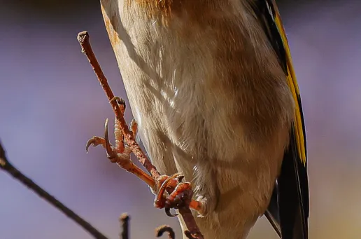 Goldfinch